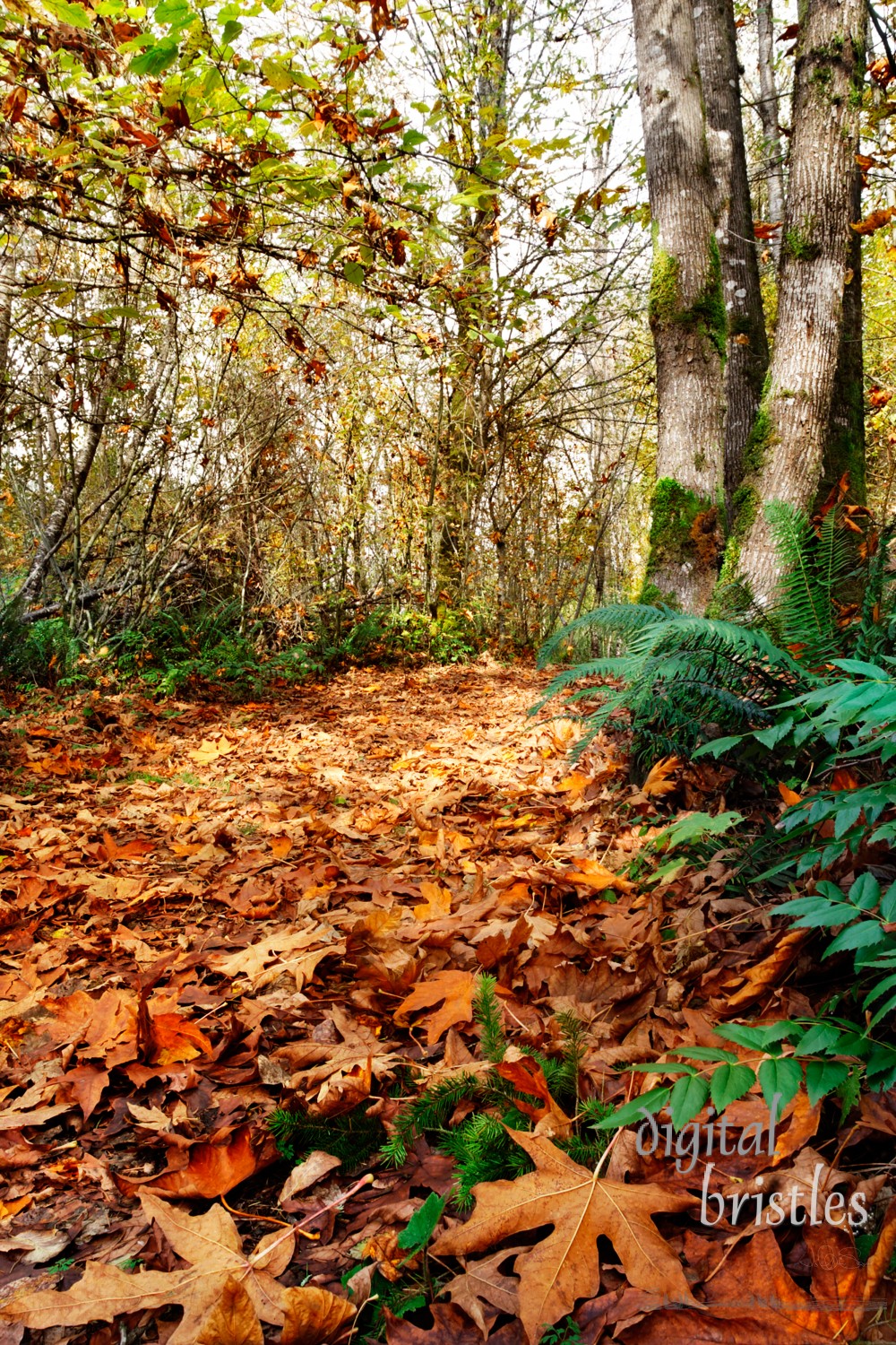 Path through the autumn woods, heading north