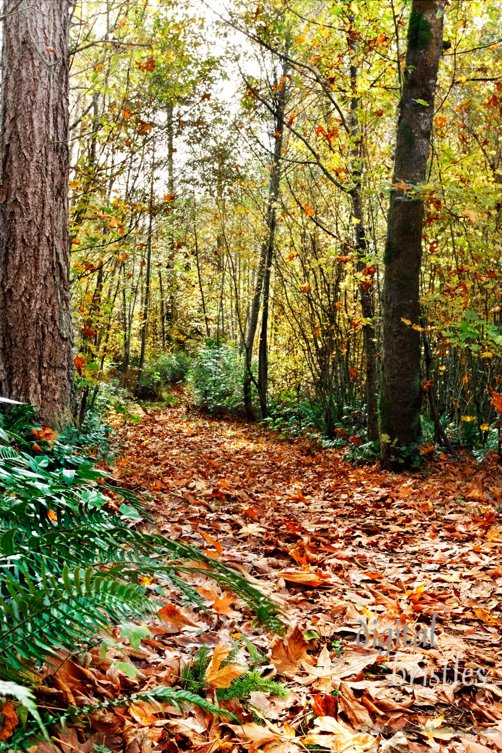 Path through the autumn woods, heading south