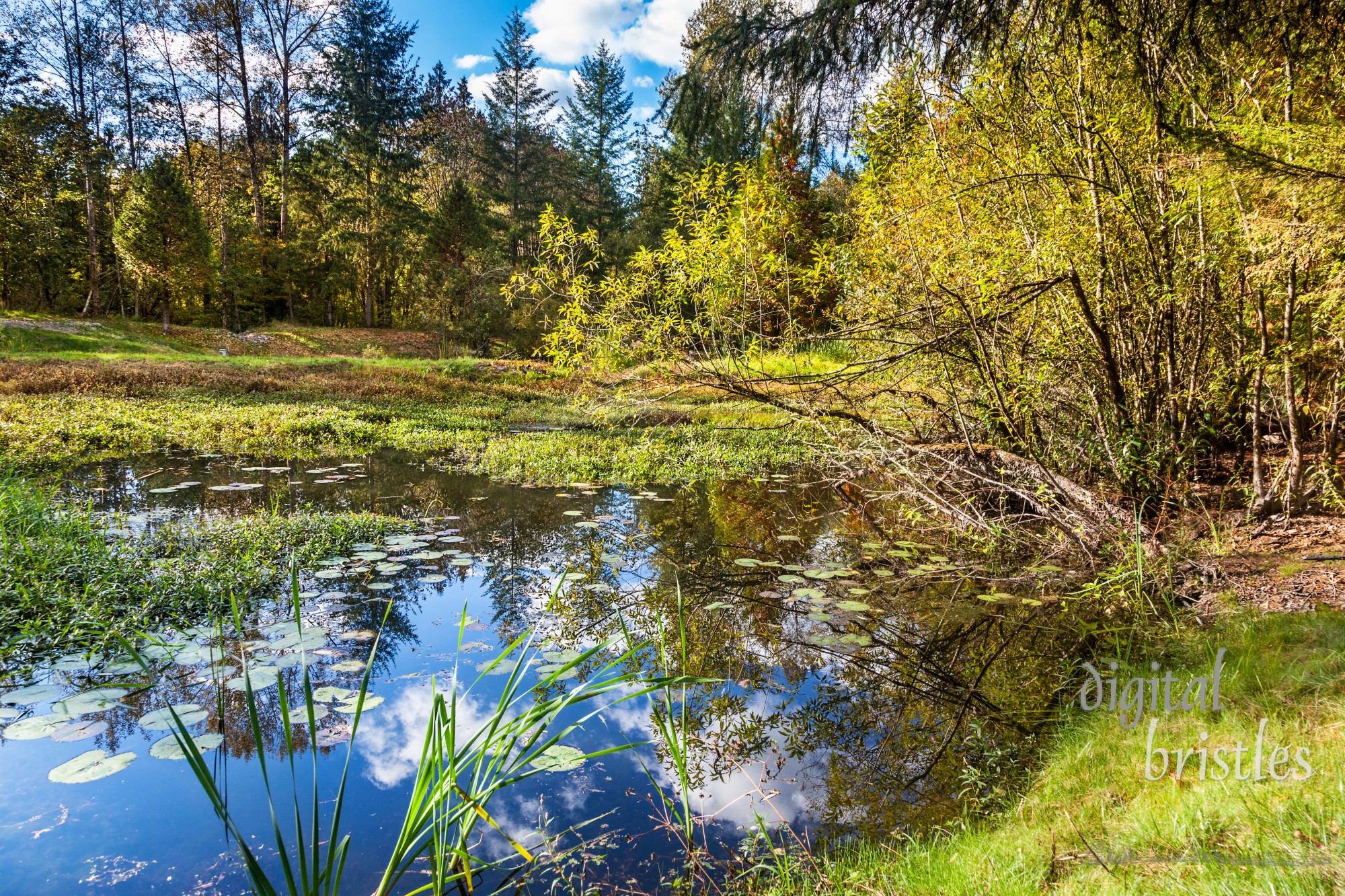 Dry late summer weather has low water levels in the retention pond/beaver habitat