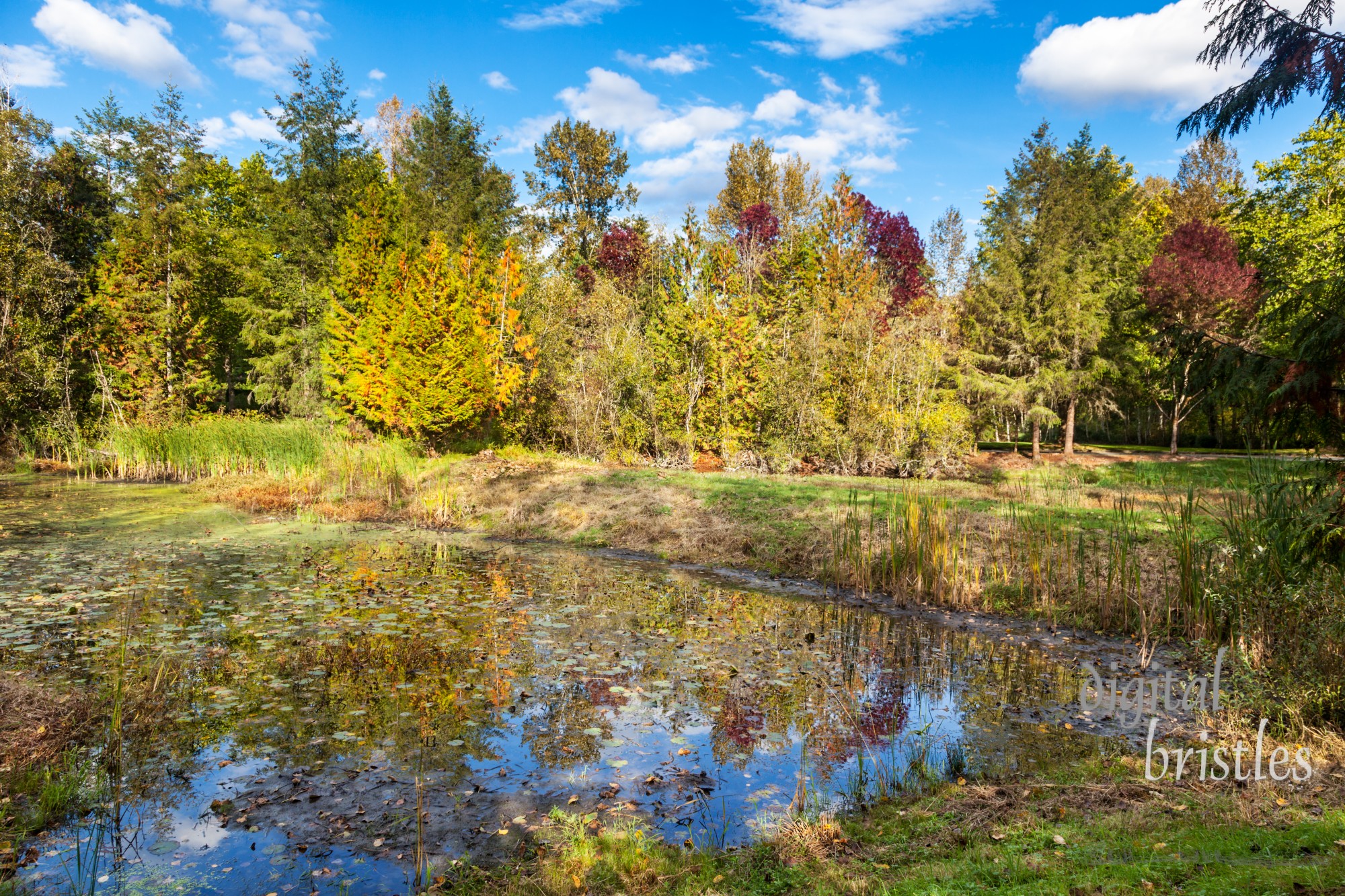 Beaver habitat in neighborhood stormwater retention pond