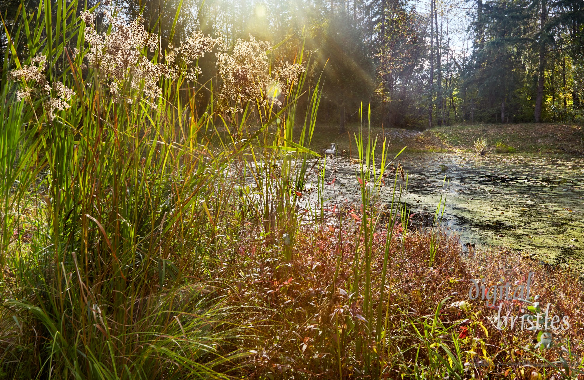 Rushes, lily pads and water weed around sunny restored stormwater pond with beaver-proof metal culvert cover to prevent flooding