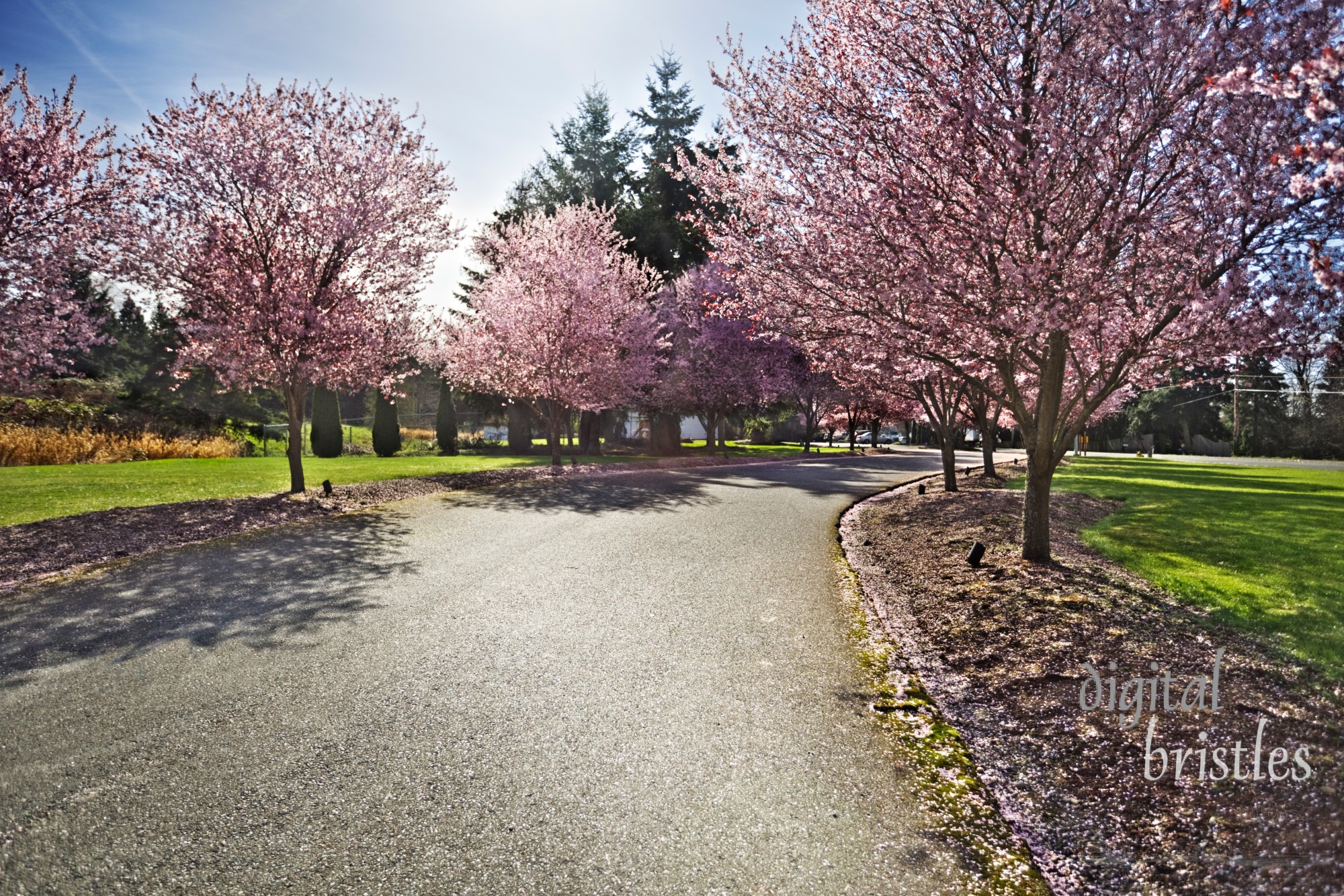 Bright sunshine lights up a row of flowering cherry trees 