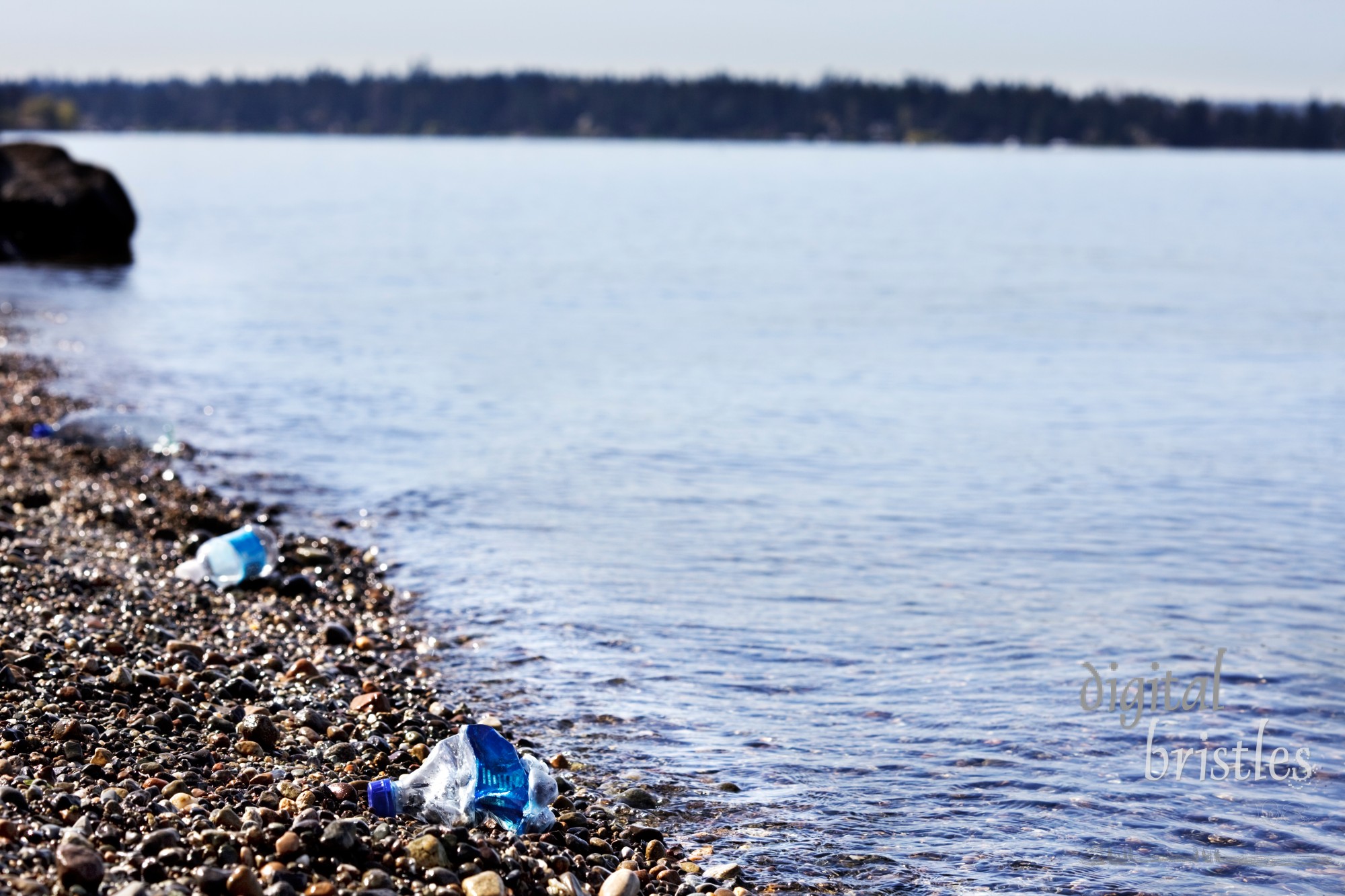 Disposable water bottles littering the shores of Lake Washington