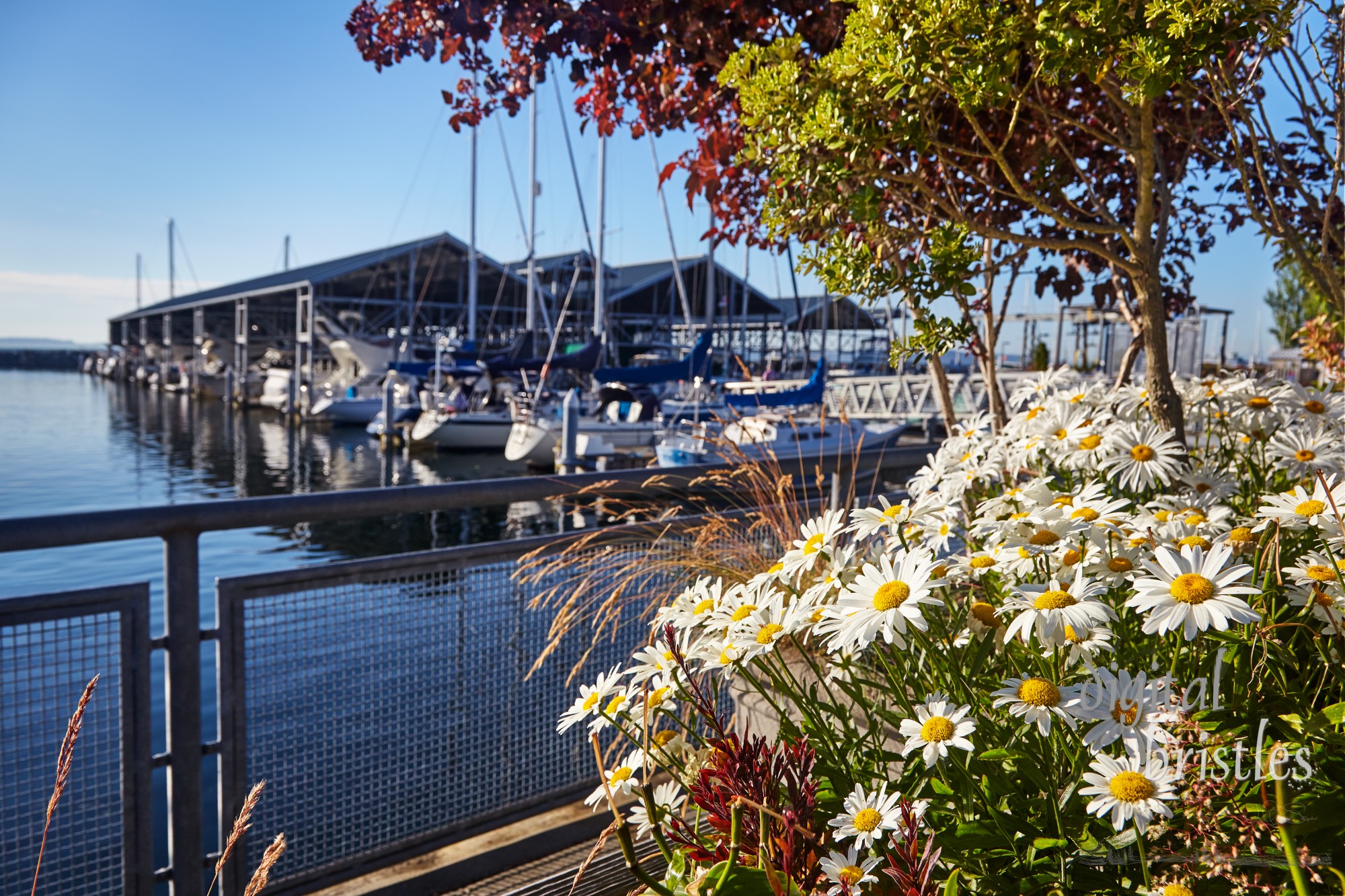 Evening sun on the flowers along the Port of Edmonds waterfront, Washington