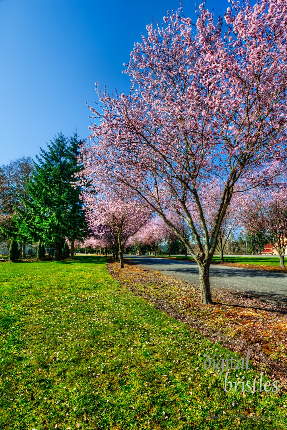 Pink flowers against a deep blue sky on a Spring morning