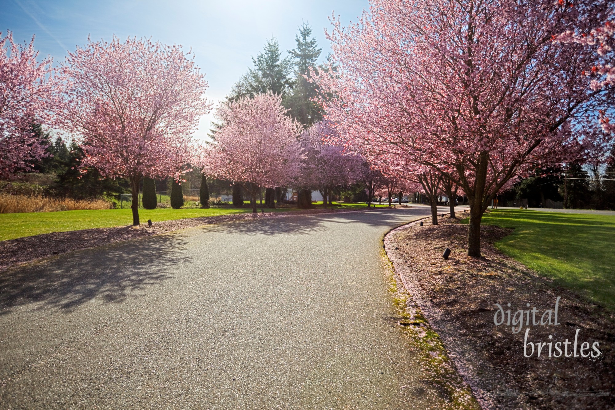 Bright sunshine lights up a row of flowering cherry trees 