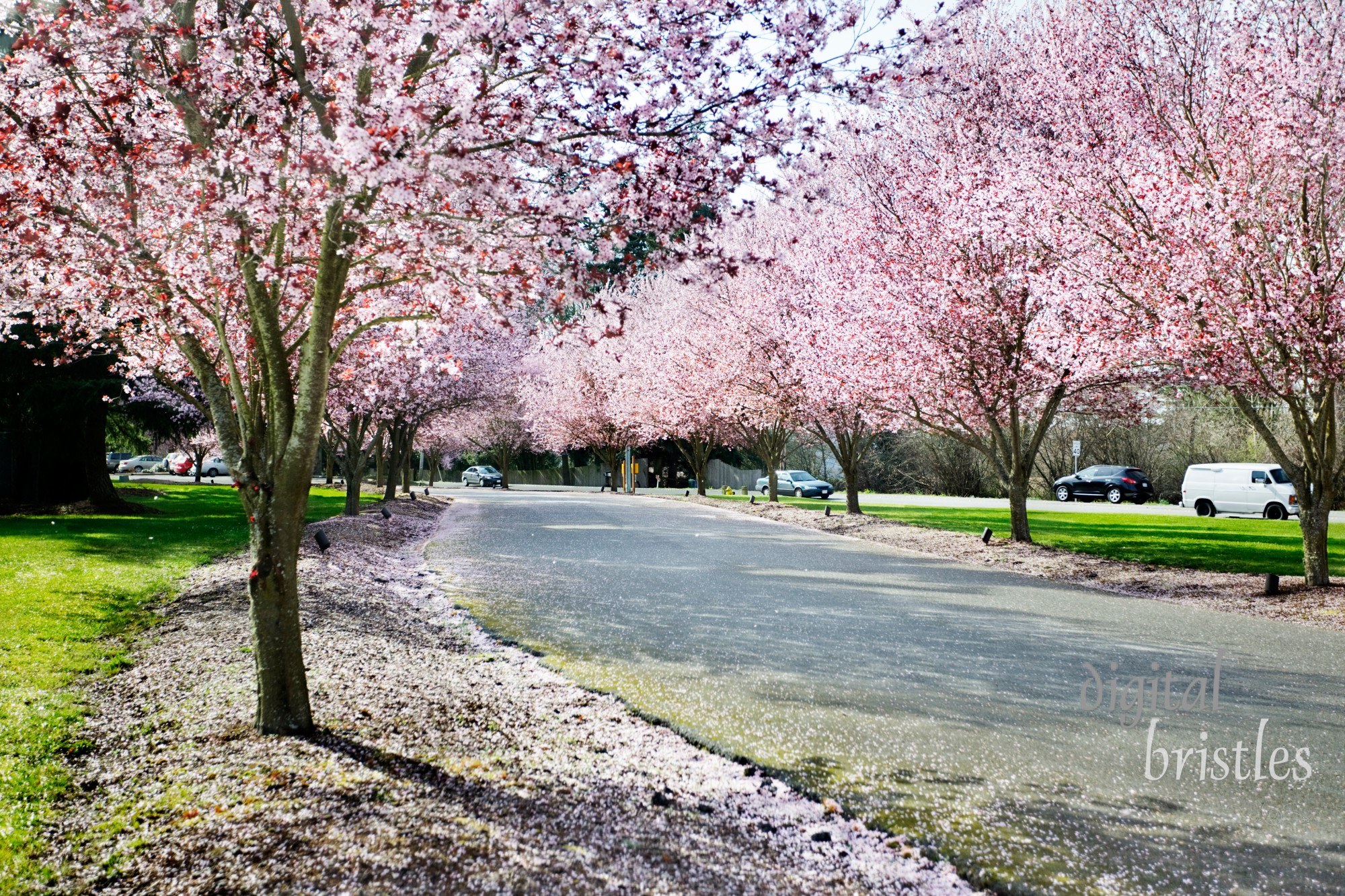 Cars drive by a tree-lined driveway covered in flower petals