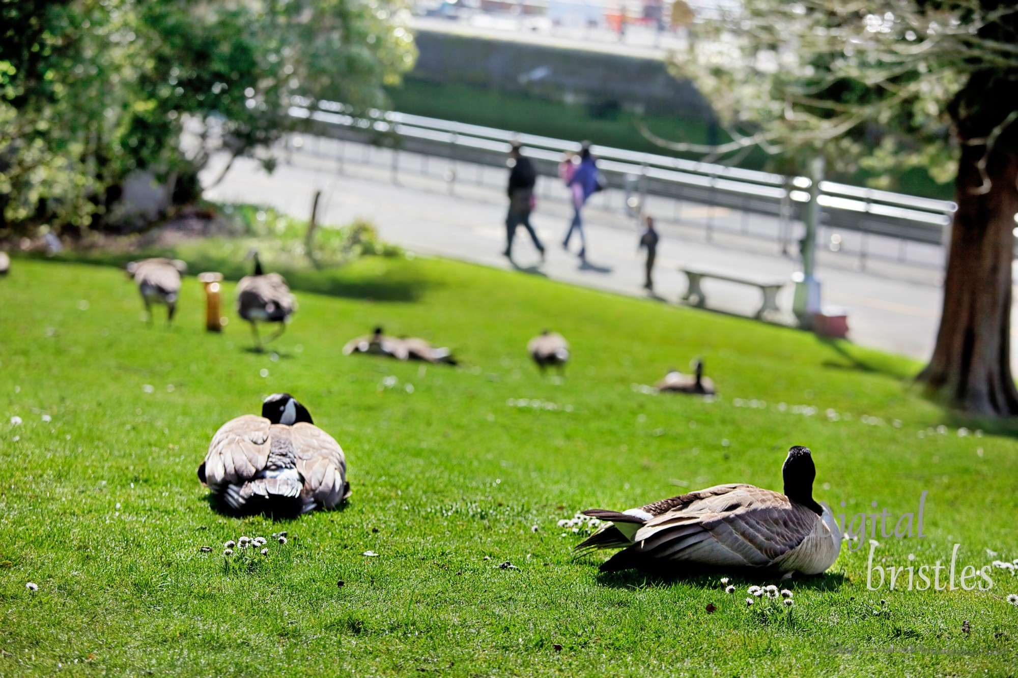 Geese watch as people walk in the park on a spring day. Shallow DOF