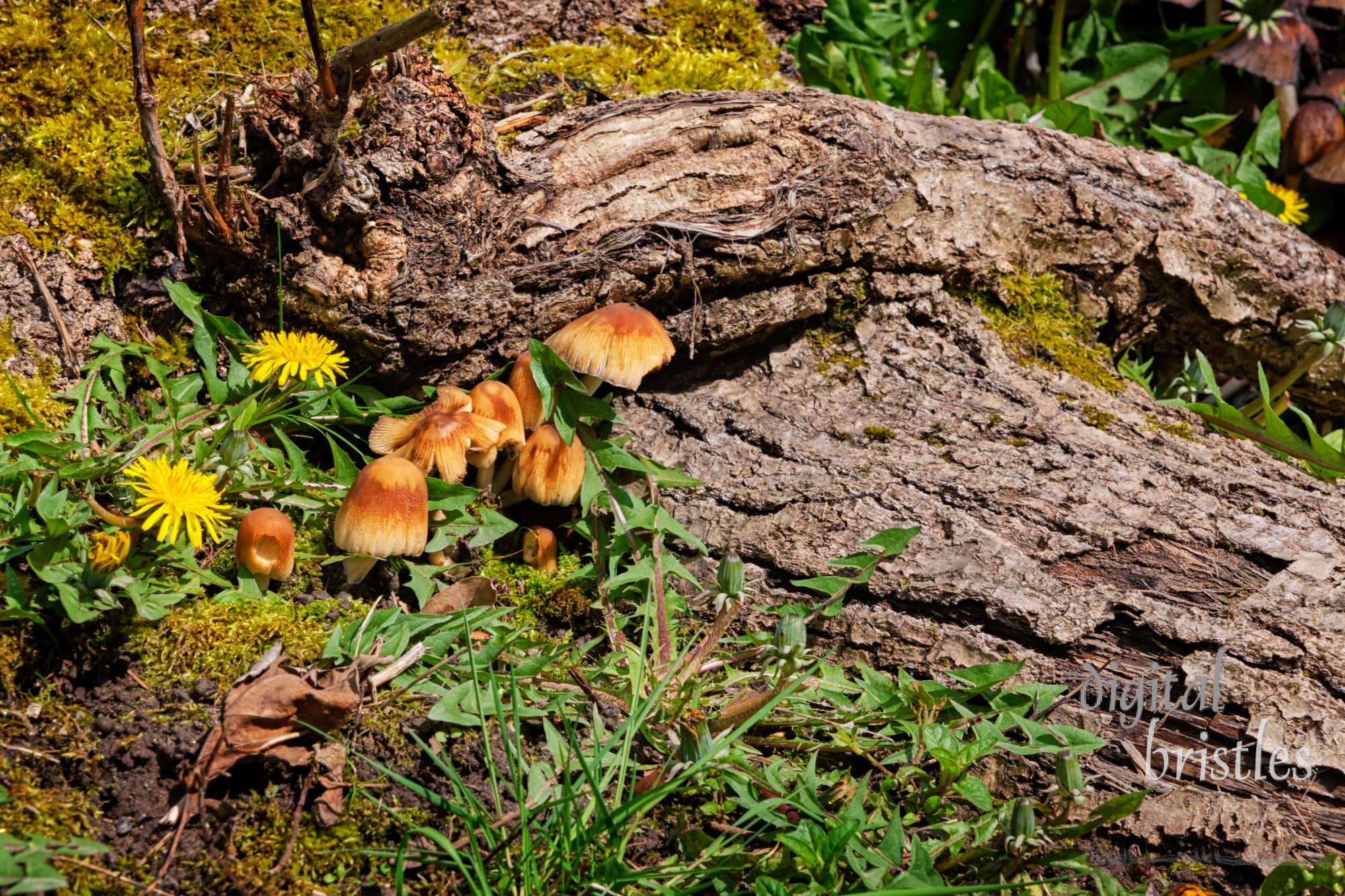 Glistening inkcap mushrooms nestled in the roots of an old mossy tree stump in Western washington