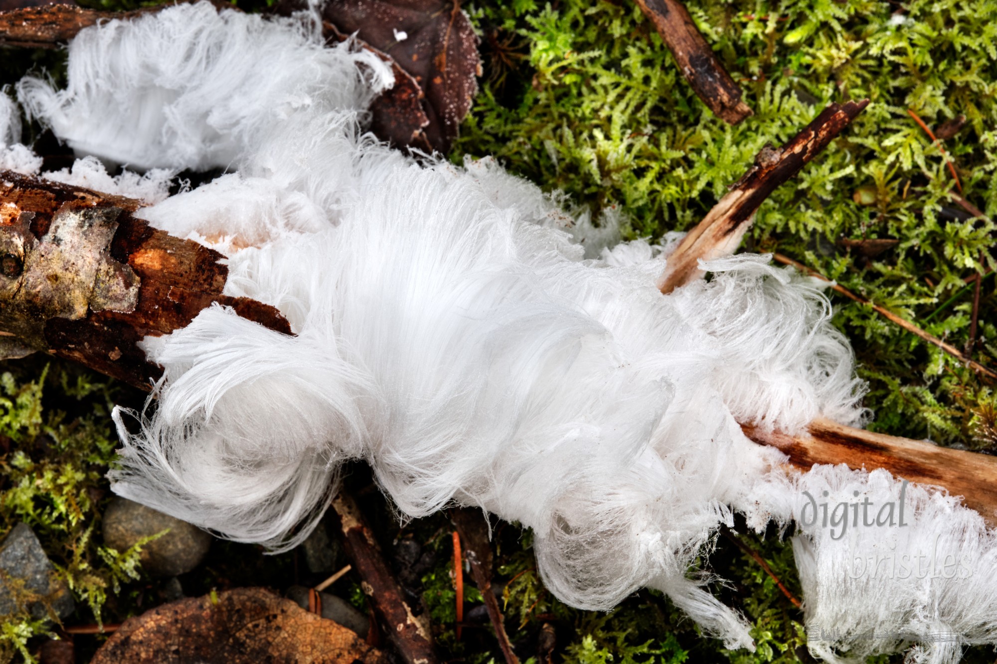 Curls of hair ice on a rotting branch on the mossy floor of the woods