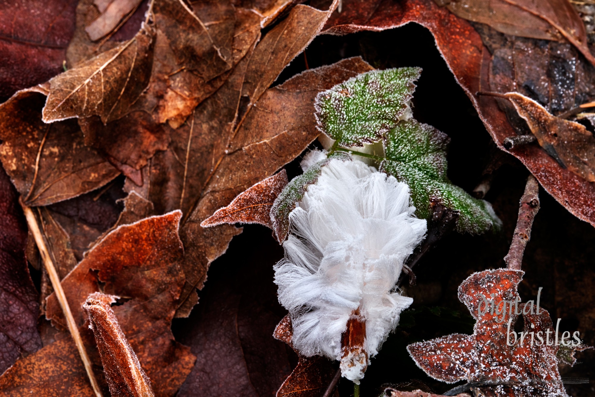 Hair ice, or frost beard, on a rotting branch on the fallen leaves