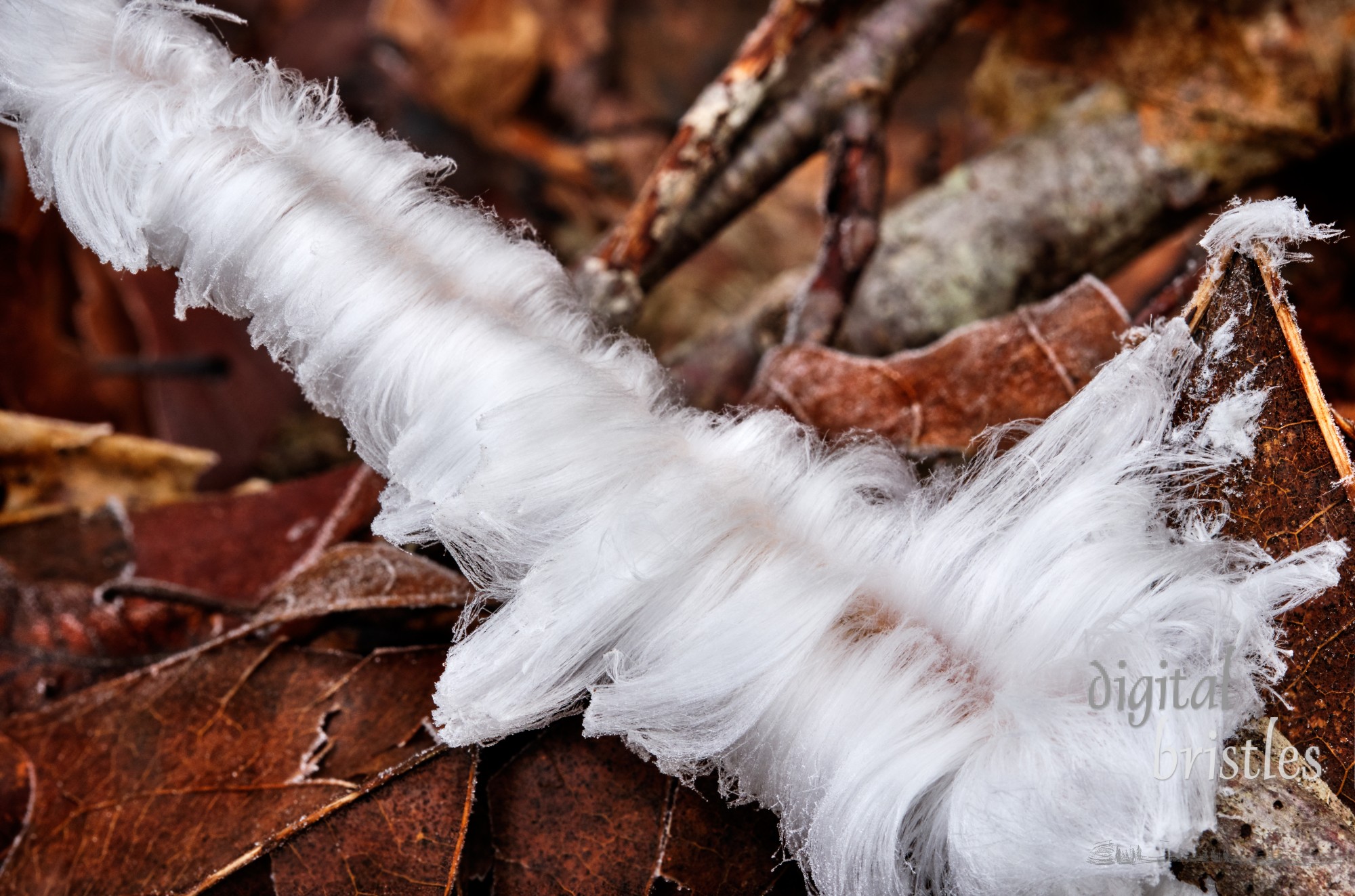 Magical looking hair ice on a rotting tree branch on fallen leaf litter