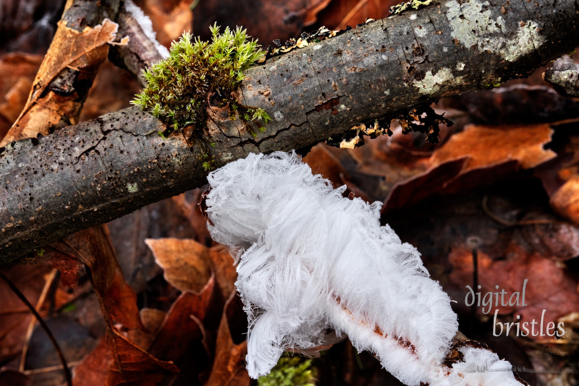 Rotten branches produce hair ice on a chilly winter morning