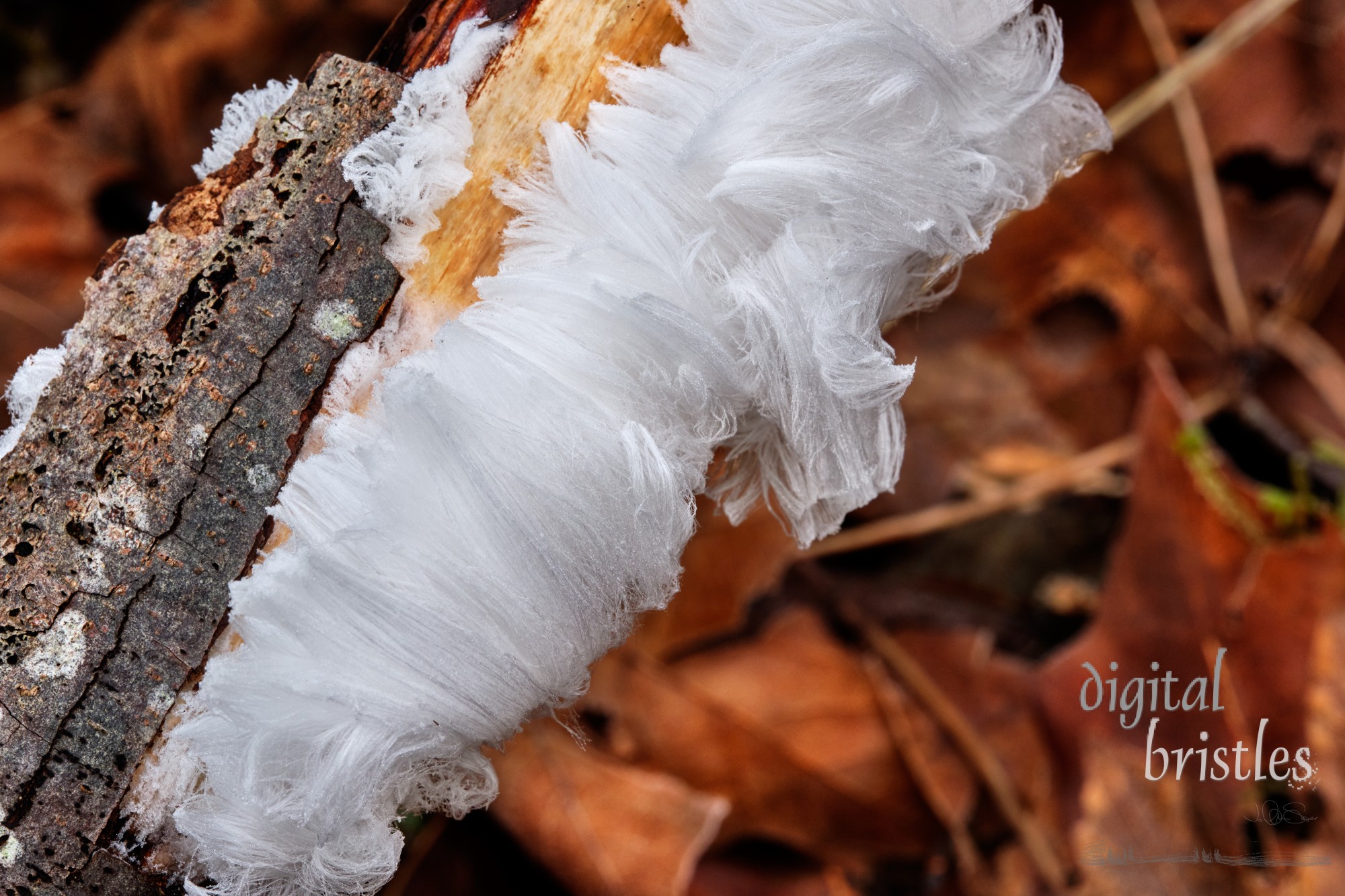 Other-wordly hair ice strands curl around a rotting tree branch on the forest floor