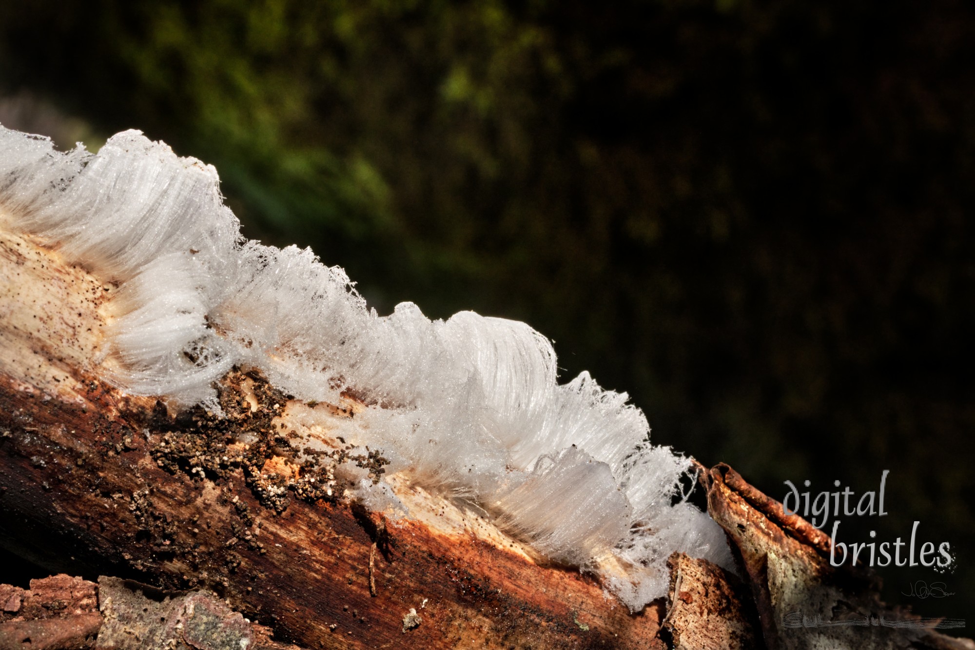 Delicate strands of hair ice begin to melt as the morning sun hits the rotting tree branch