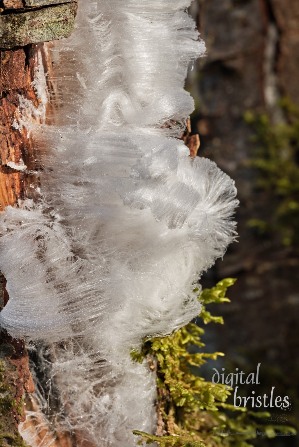 Hair ice forming on part of a tree trunk where the bark has peeled away and the fungus necessary for ice strands to form is present