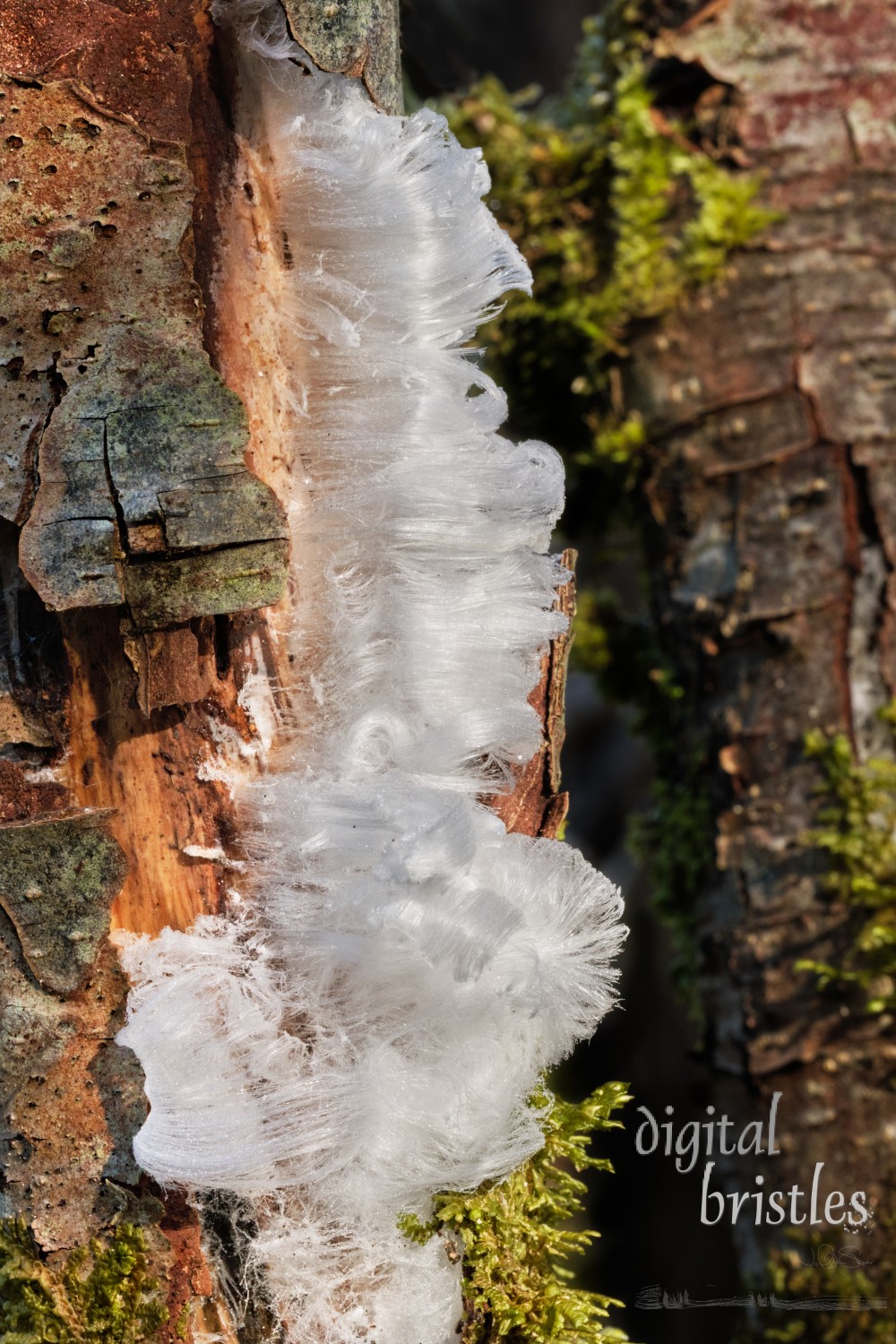 Fragile hair ice on an old tree trunk on a cold Wintere morning