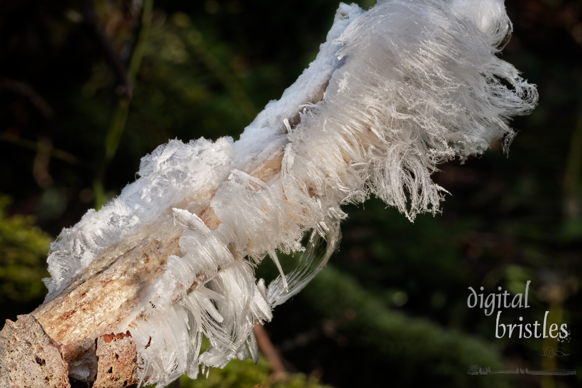 Delicate hair ice forms in freezing temperatures on wet wood where a fungus is present. Morning sun lights and then melts the fine ice strands