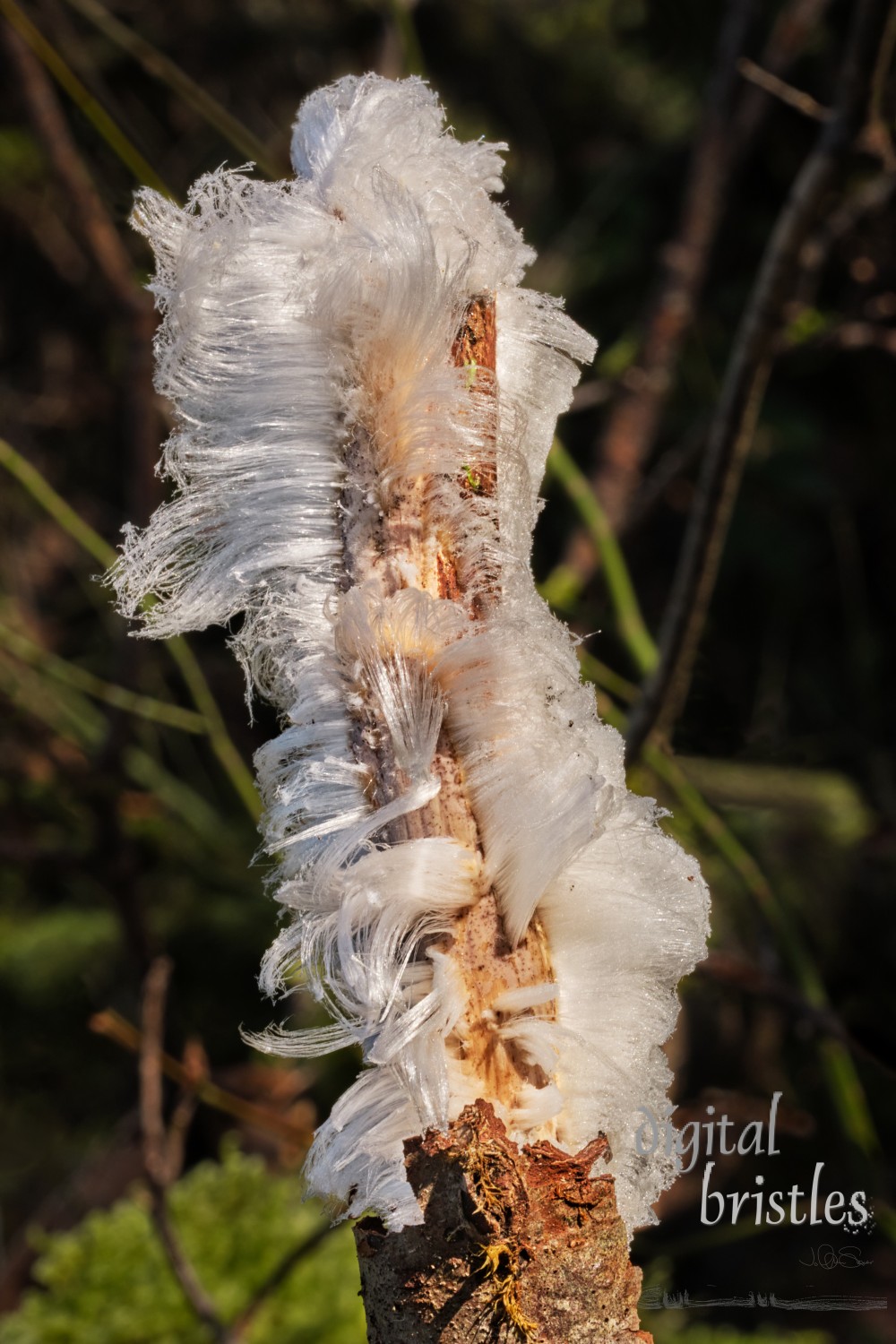 Hair ice growing out of a wet, fungus covered branch on a frosty Winter morning