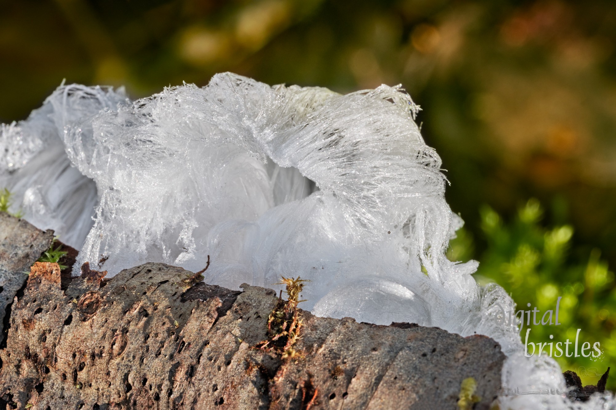 Hair ice on a tree limb on a cold but sunny Winter morning