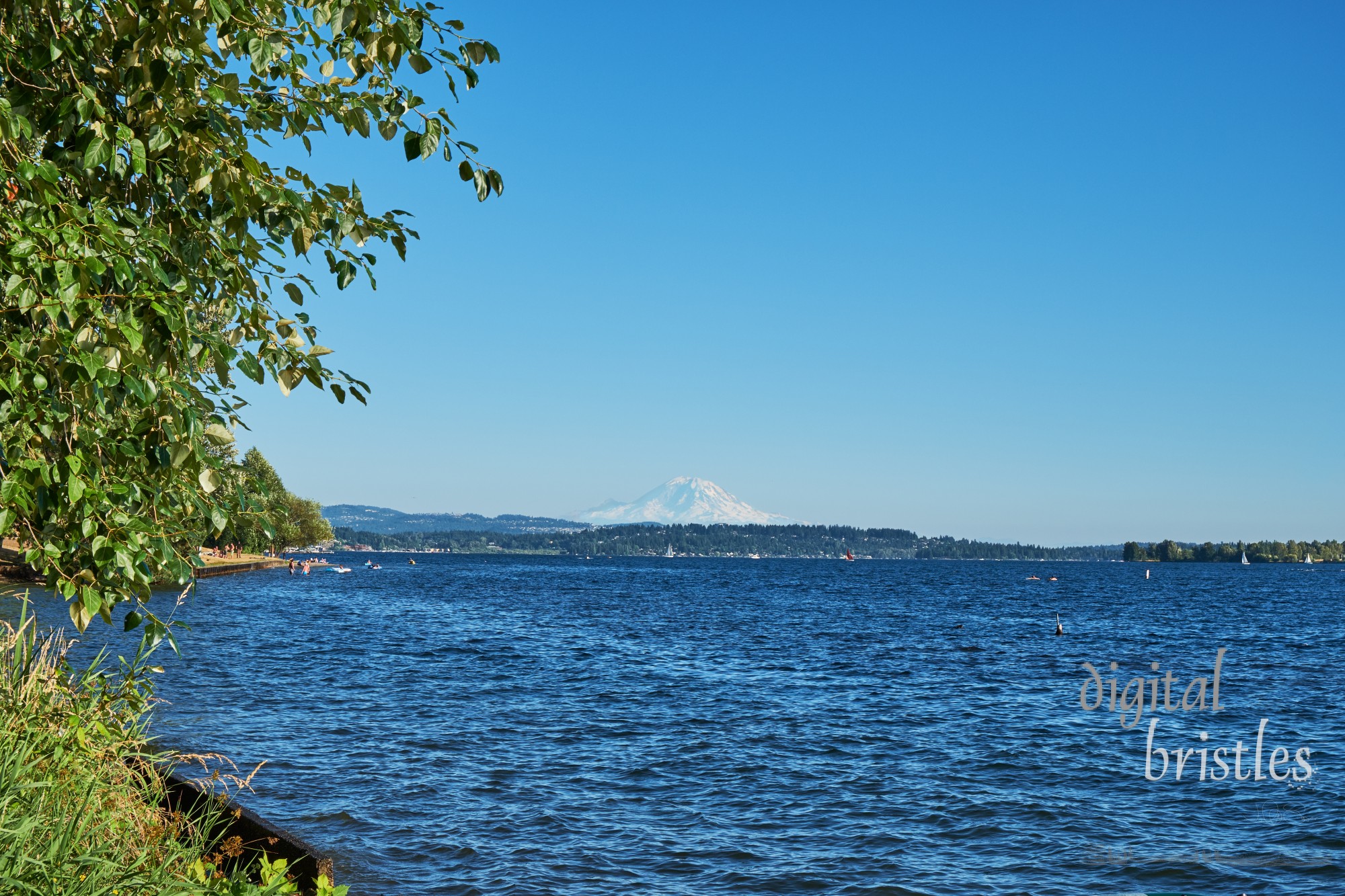 Lake Washington with Mount Rainier in the background from Kirkland's OO Denny park on a summer evening