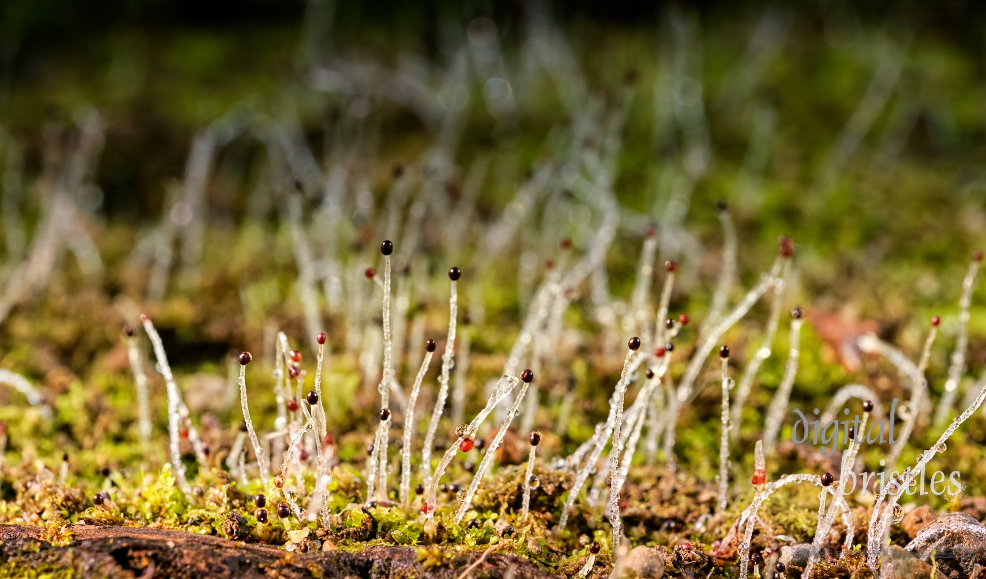 Dew covered transparent spores of Leafy Liverwort grow from the forest floor