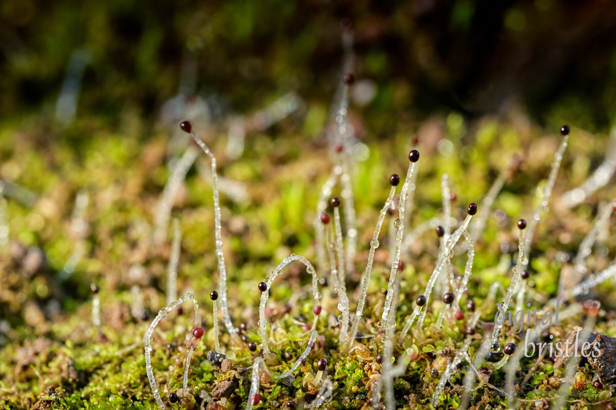 Dew soaked Leafy Liverwort and transparent spores - the caps disperse its seeds