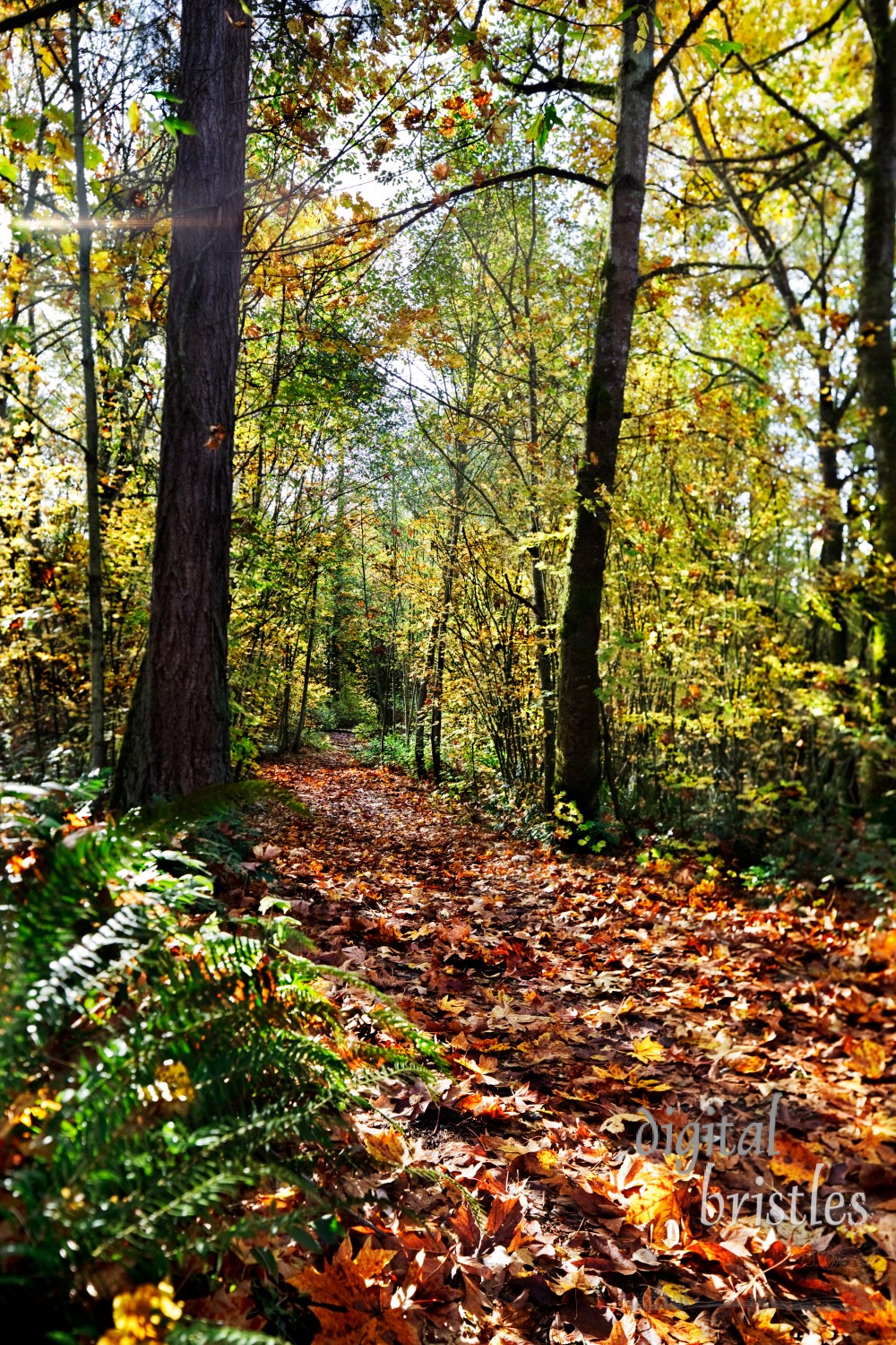 Fall sunlight catches fallen leaves and last few on trees