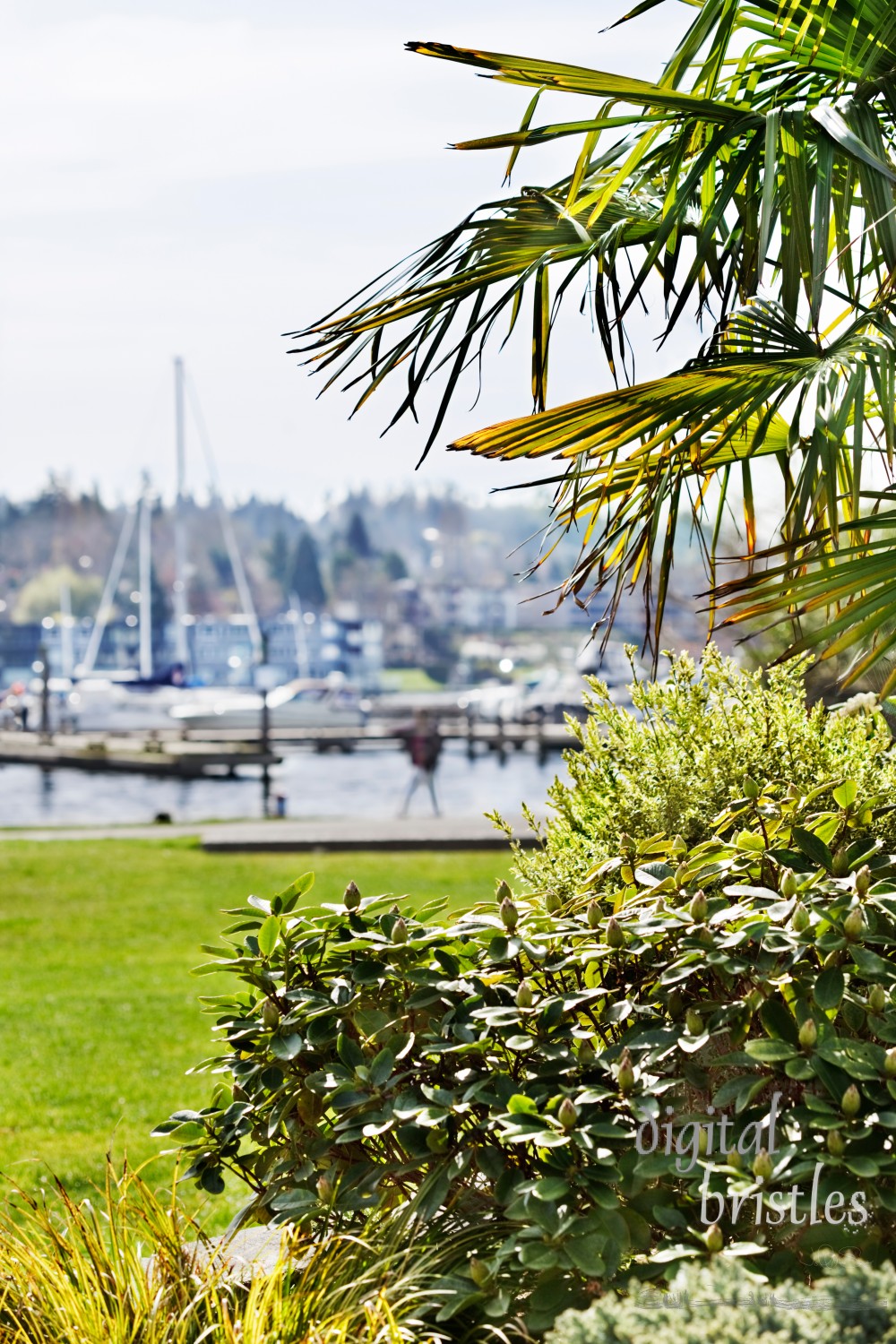 Marina Park, Kirkland overlooking the boats on a sunny Spring morning