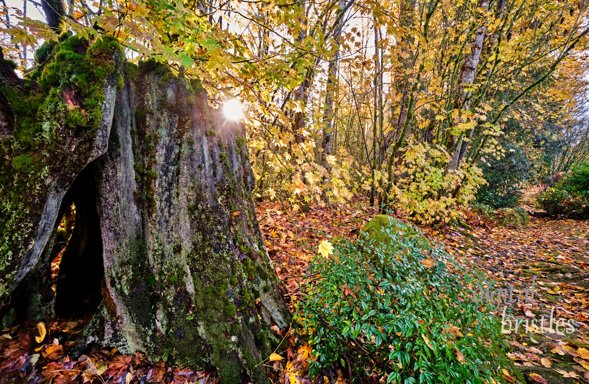 Autumn sunlight through yellow trees lights an old snag and carpet of fallen leaves