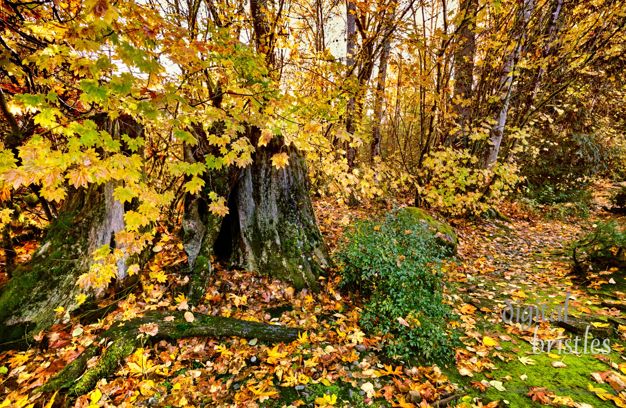 Autumn woods in the Pacific Northwest turn yellow