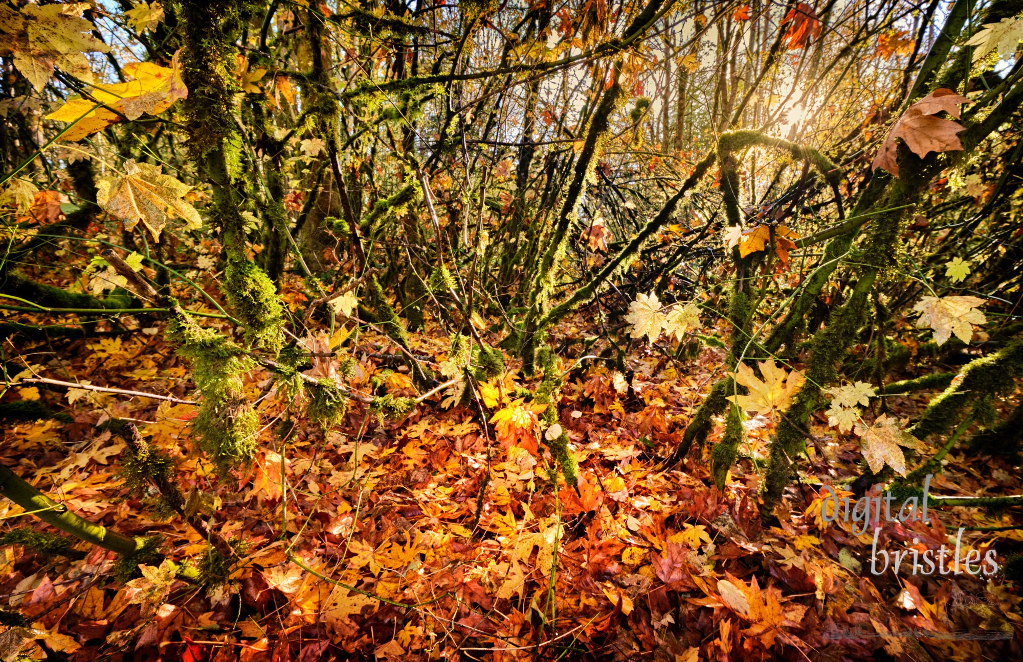 Damp woods on an Autumn morning in Washington -leaves, moss and branches lit up by the sun