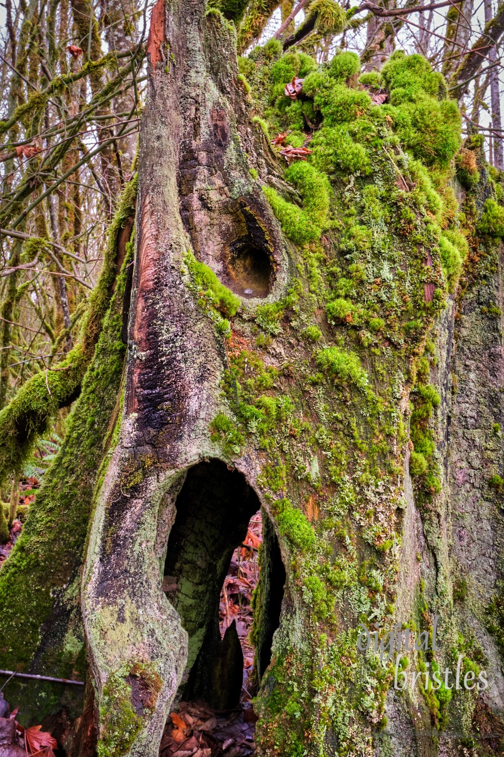 Moss and lichen thrive on a tree stump in the Pacific Northwest's wet Winter woods