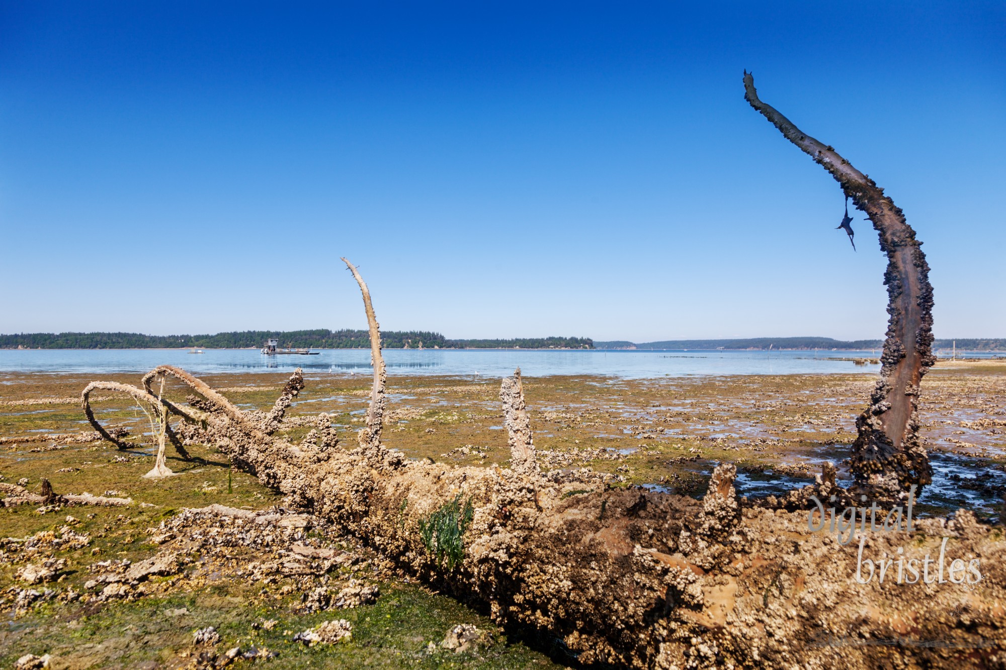 Barnacle encrusted tree sits on the mud flats at low tide in Puget Sound, south end. Oyster boats moored offshore