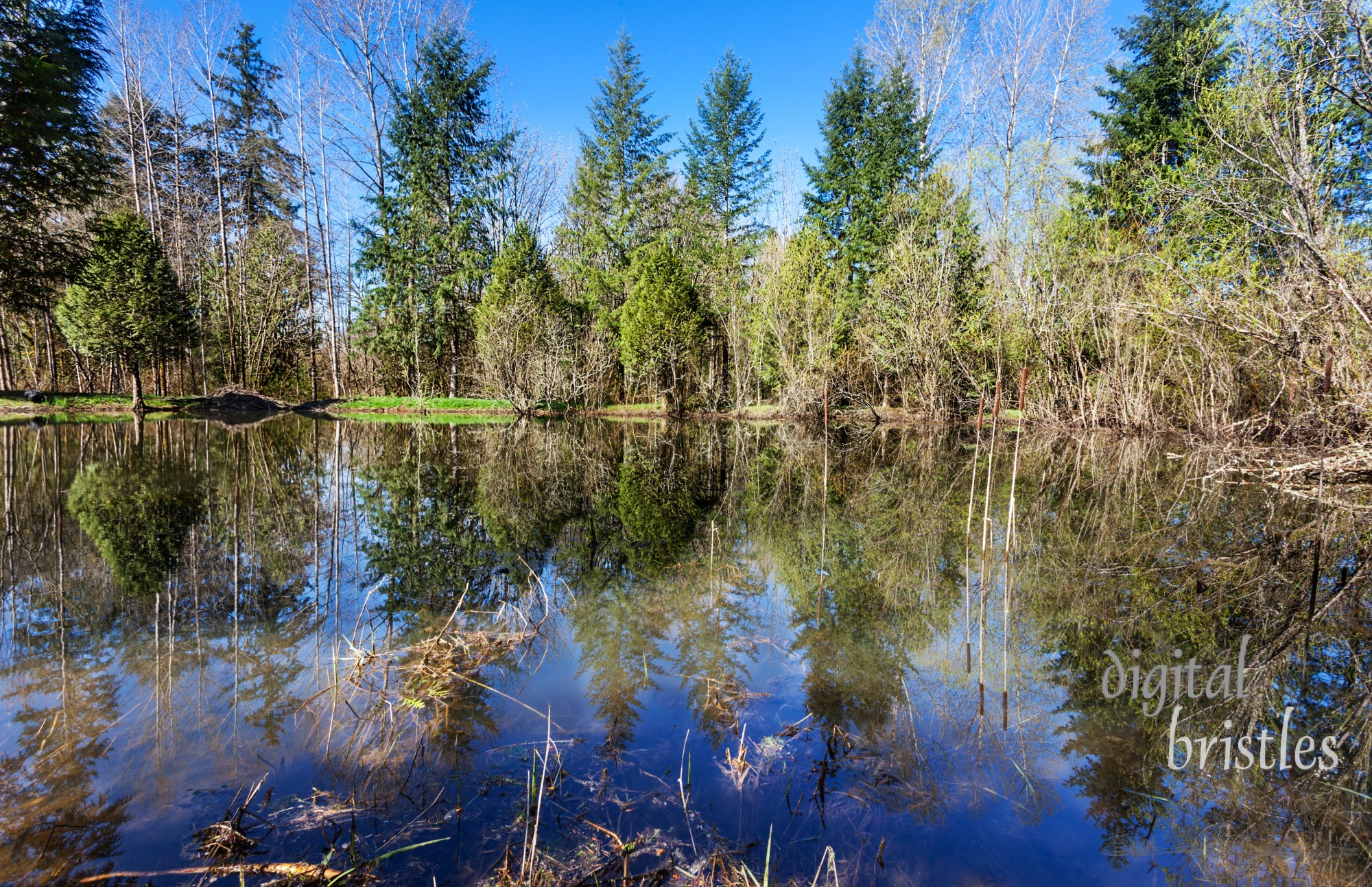 Spring rains let up for a while, allowing a neighborhood stormwater retention pond to drain