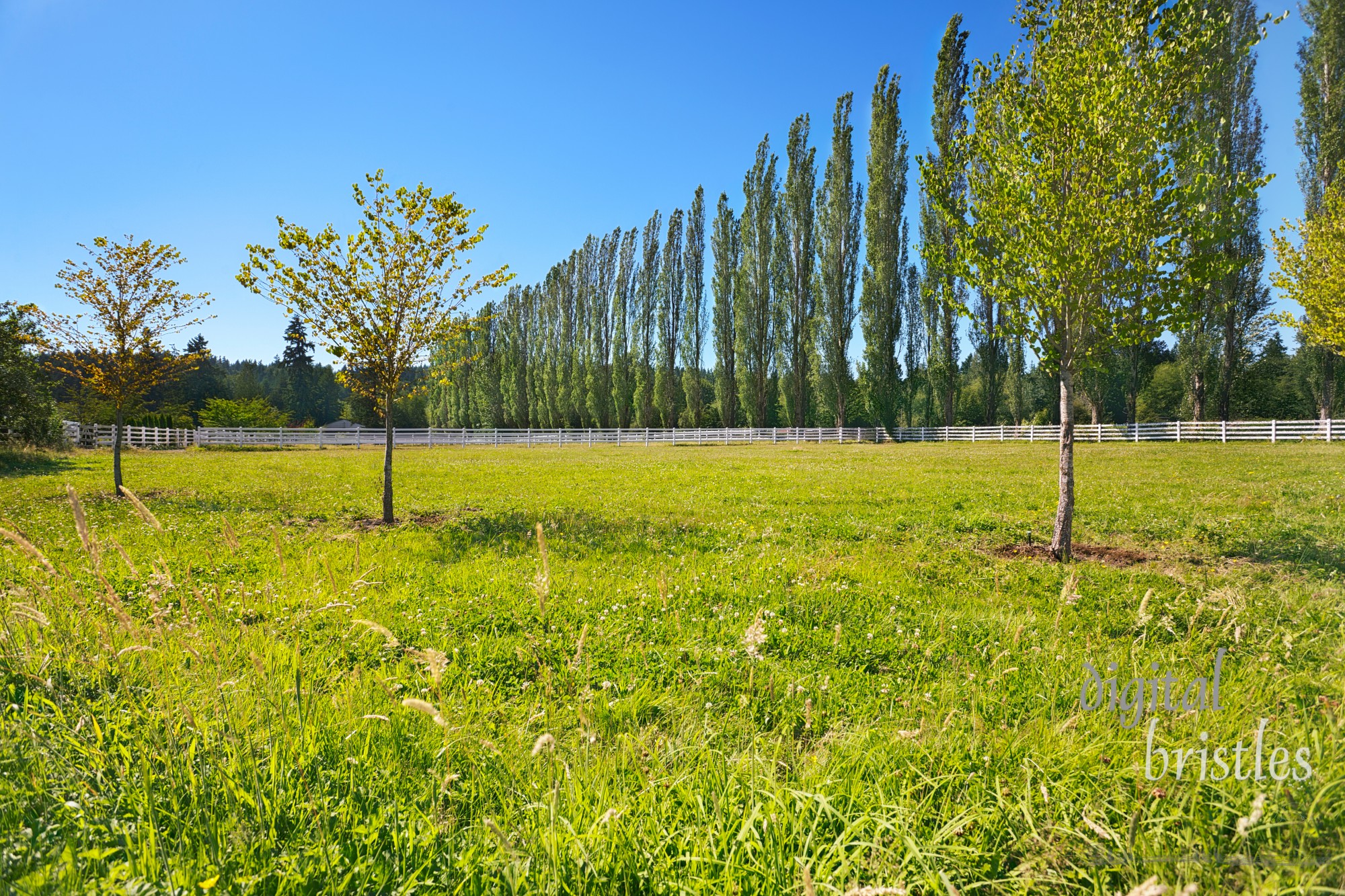 Farm's horse paddock on a sunny summer afternoon