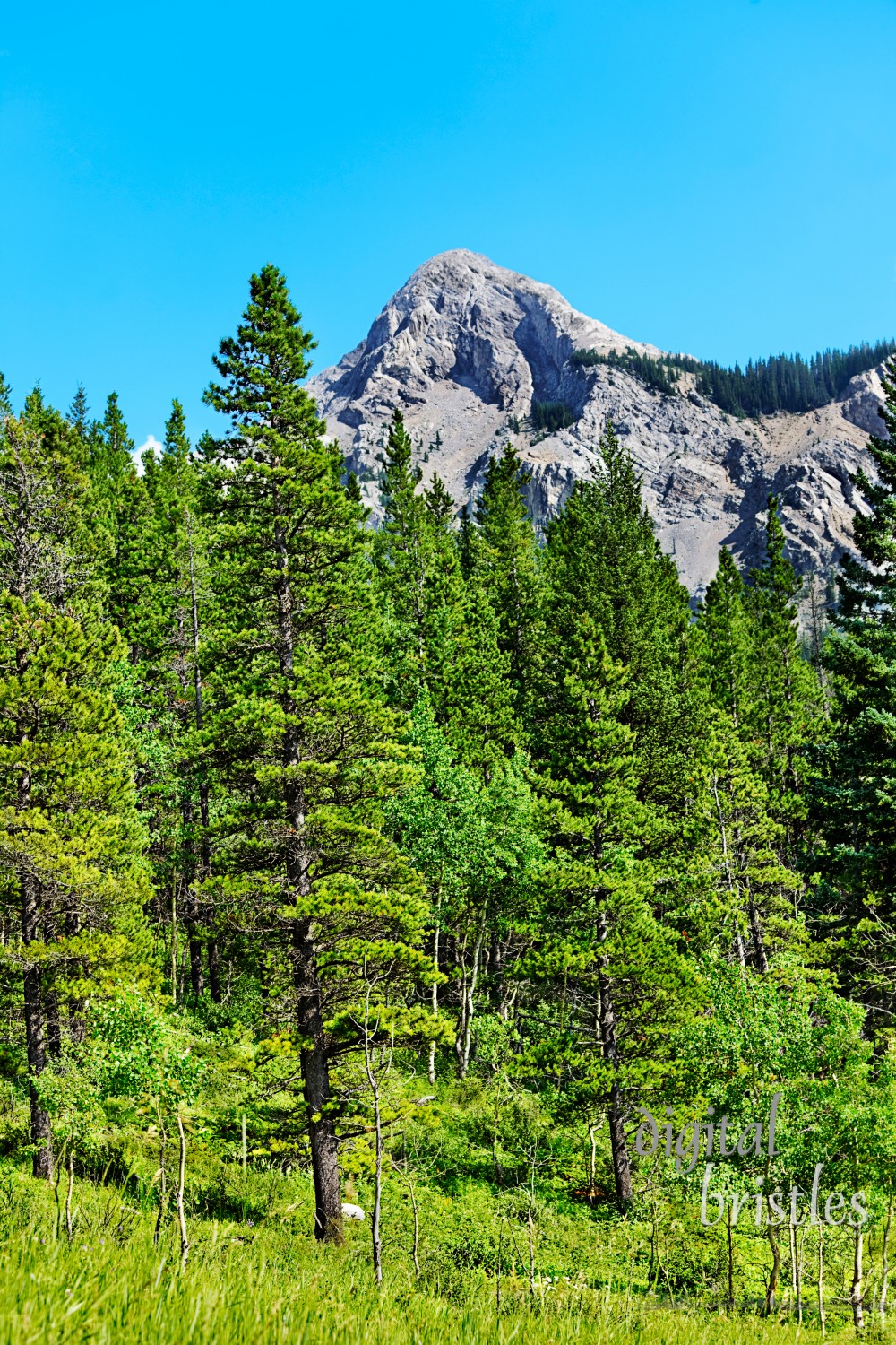 Vivid mountain meadow on a summer afternoon