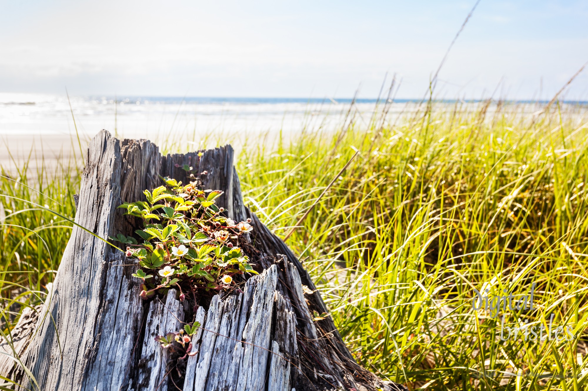 Beach strawberries (sand strawberries) growing in a weathered snag in the sand dunes, Long Beach, Washington