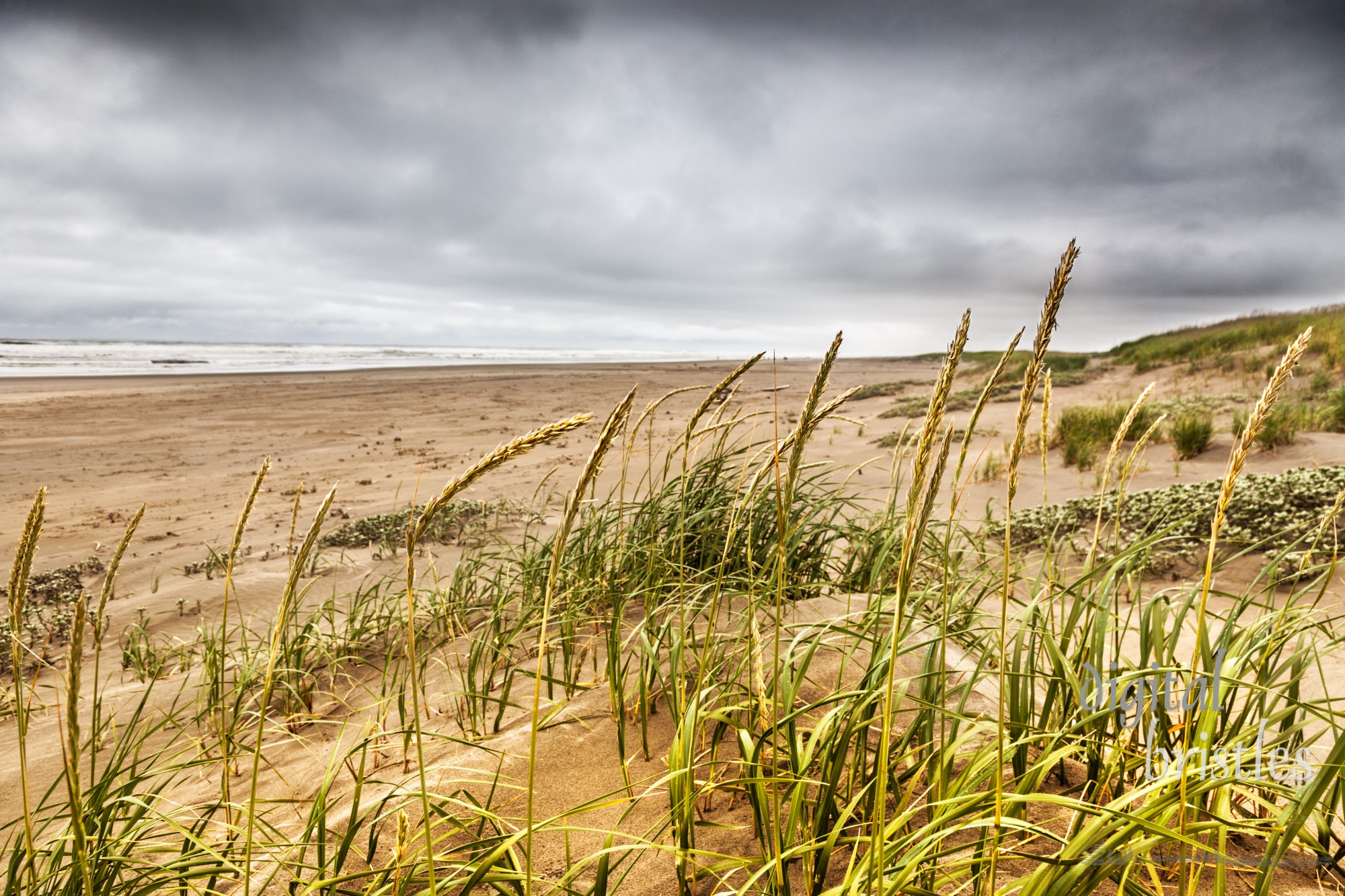 Windblown beachgrass in the dunes behind Long Beach, Washington