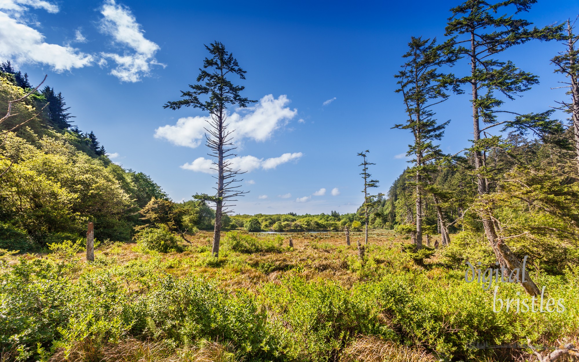 Beards Hollow in Cape Disappointment State Park, Washington, looking West