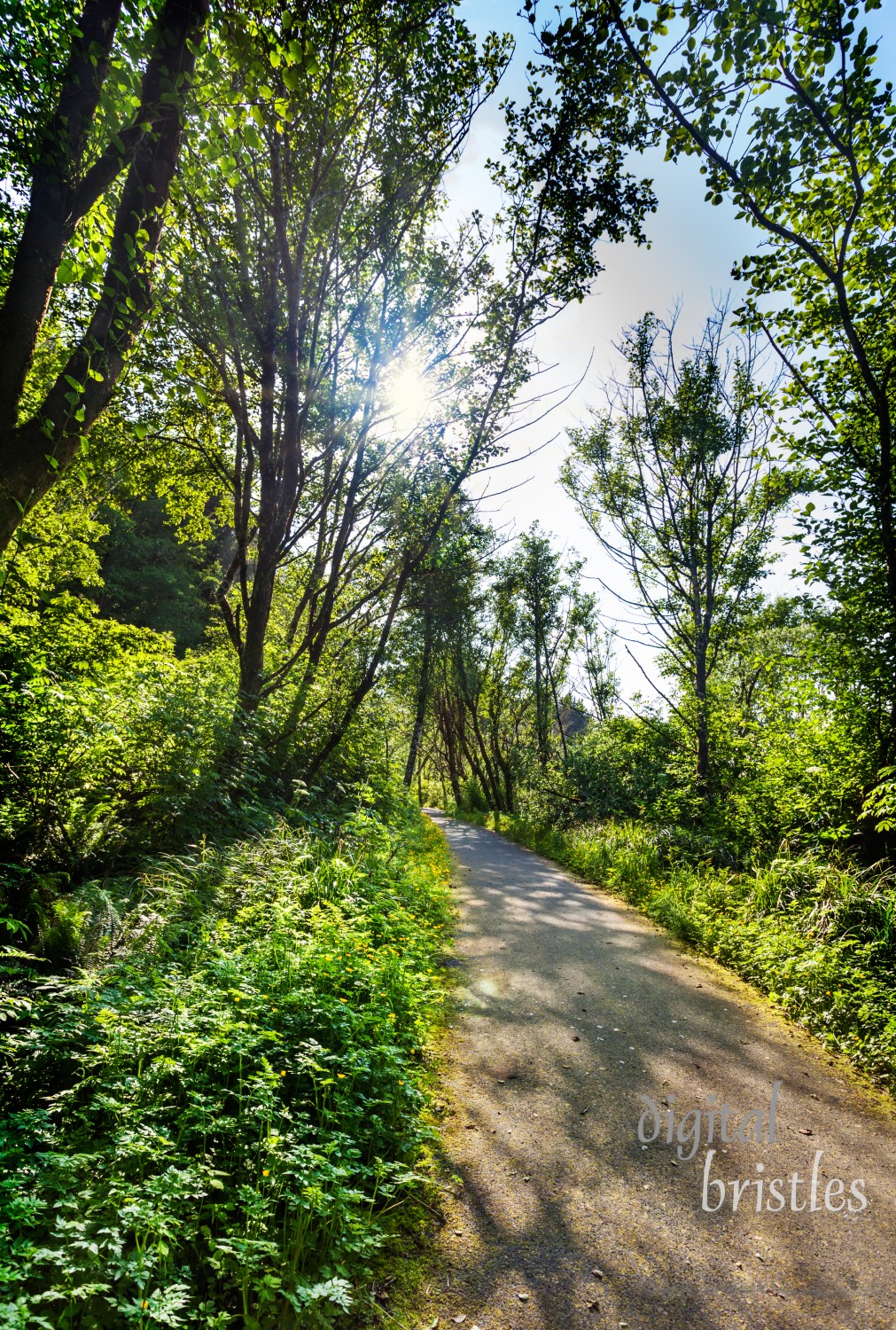 Discovery Trail  to Long Beach past Beards Hollow, Cape Disappointment State Park, Washington