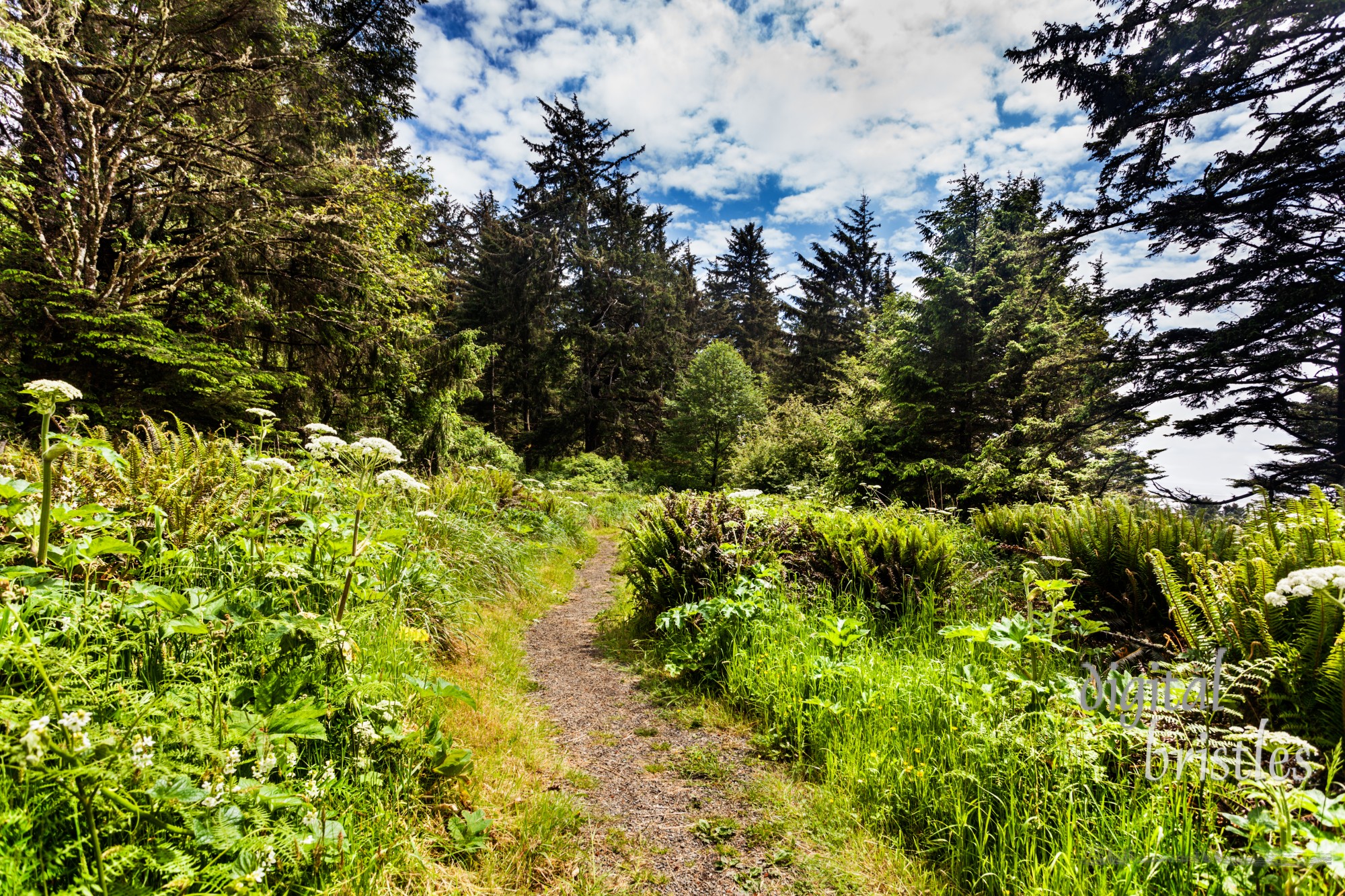 Footpath along the clifftop newar the North Head Light at Cape Disappointment State Park, Washington