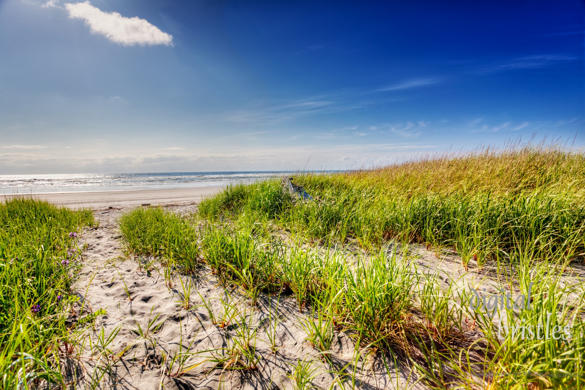 Path through the sand dunes to Long Beach, Washington