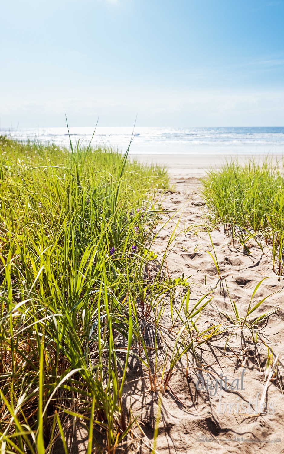 Path through the dunes to the wide flat sands of Long Beach, Washington