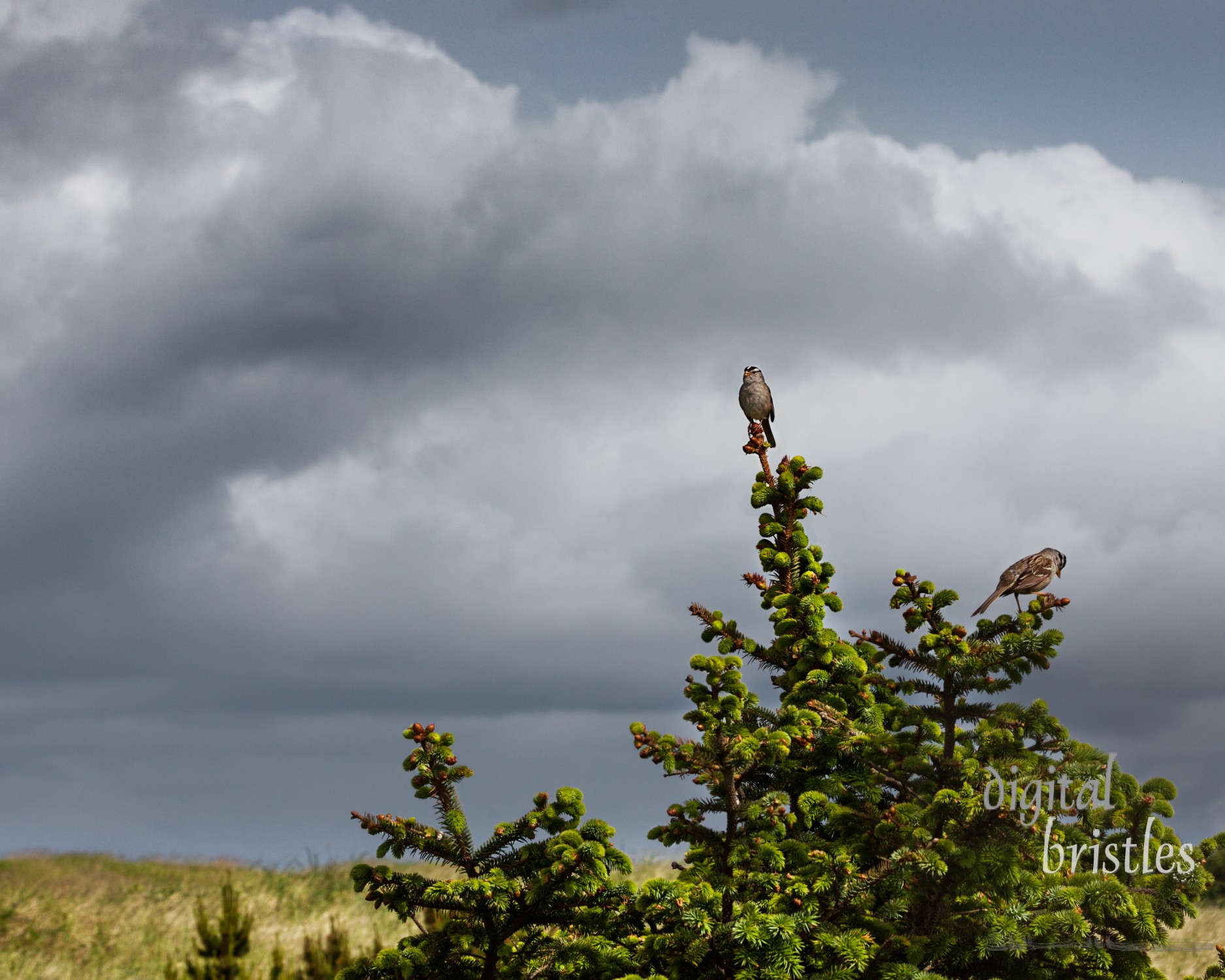 Puget Sound White-crowned Sparrows in a shore pine in the dunes, Long Beach, Washington