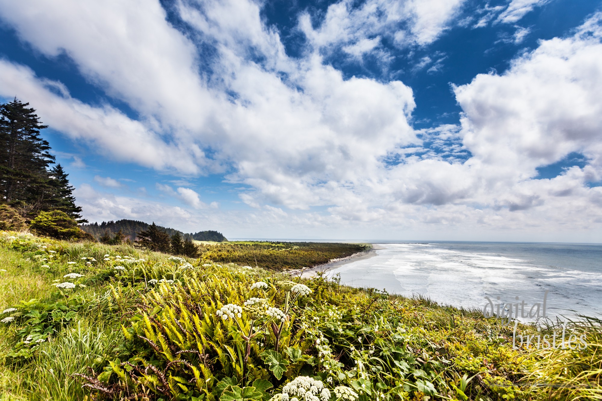 Looking South over Cape Disappointment State Park from the cliffs at North Head Light 