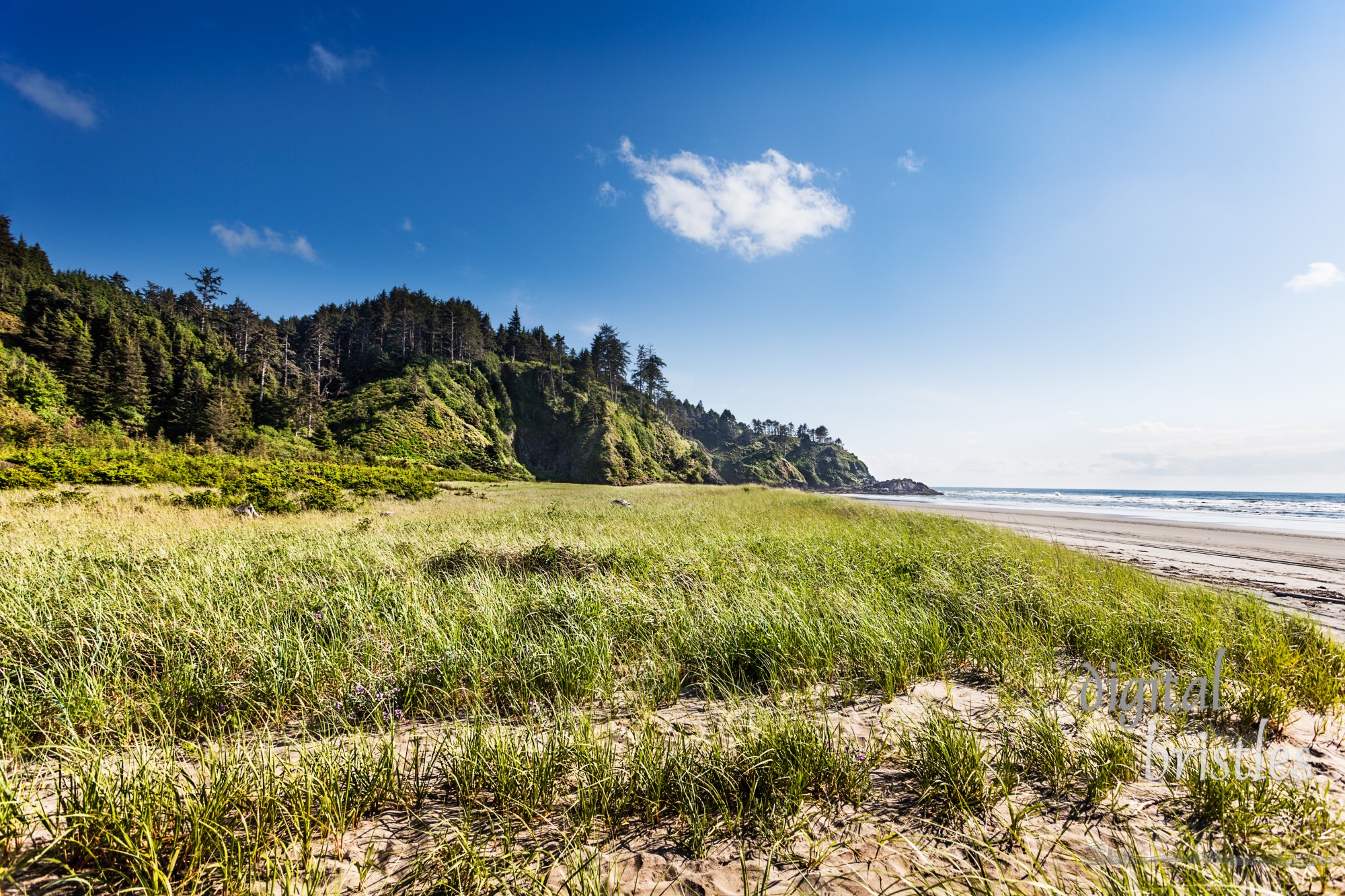 The Cape Disappointment end of Long Beach, with wide areas of dune grass