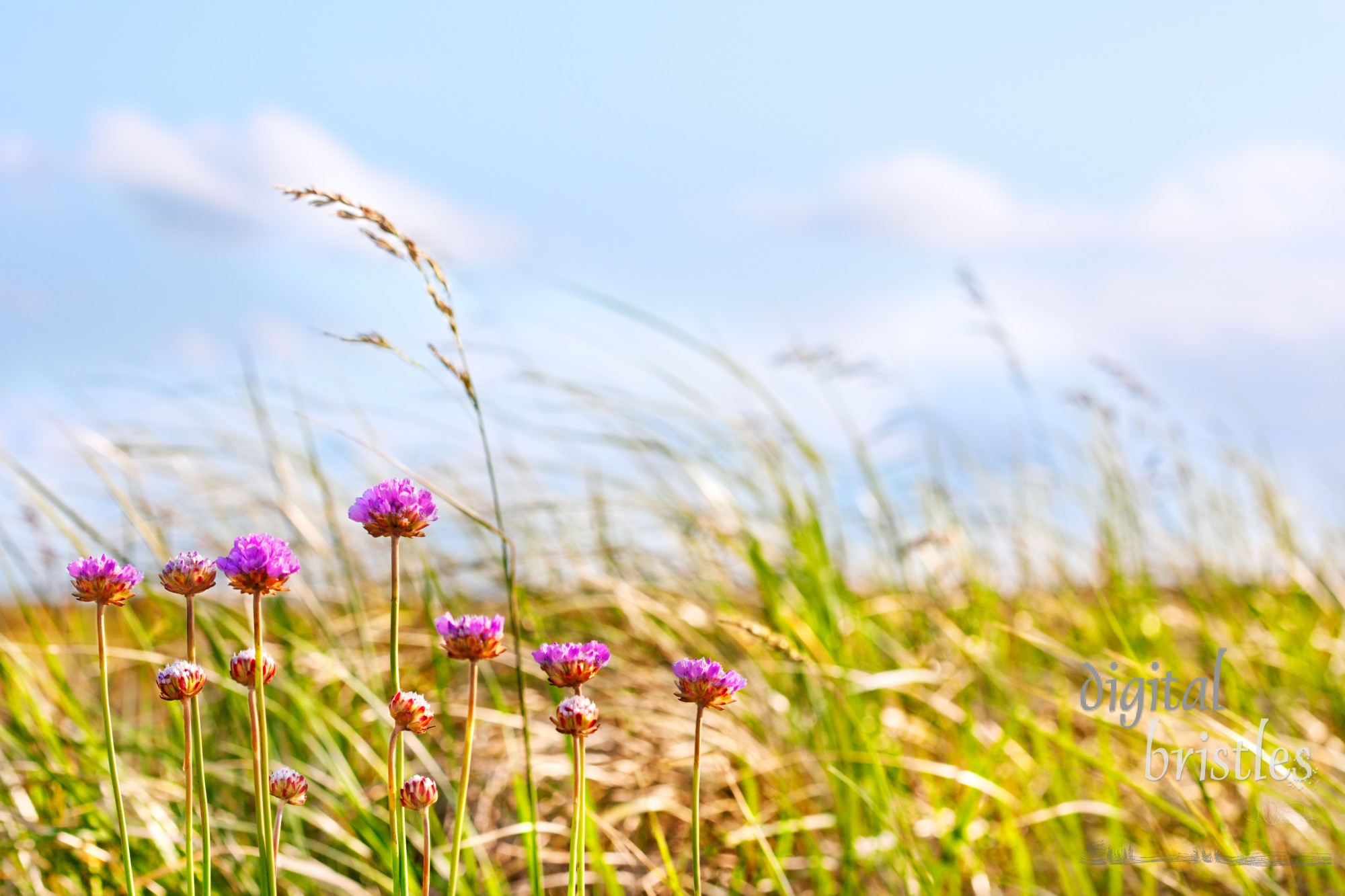 Flowers on a windy summer afternoon by the dune grasses, Long Beach Washington