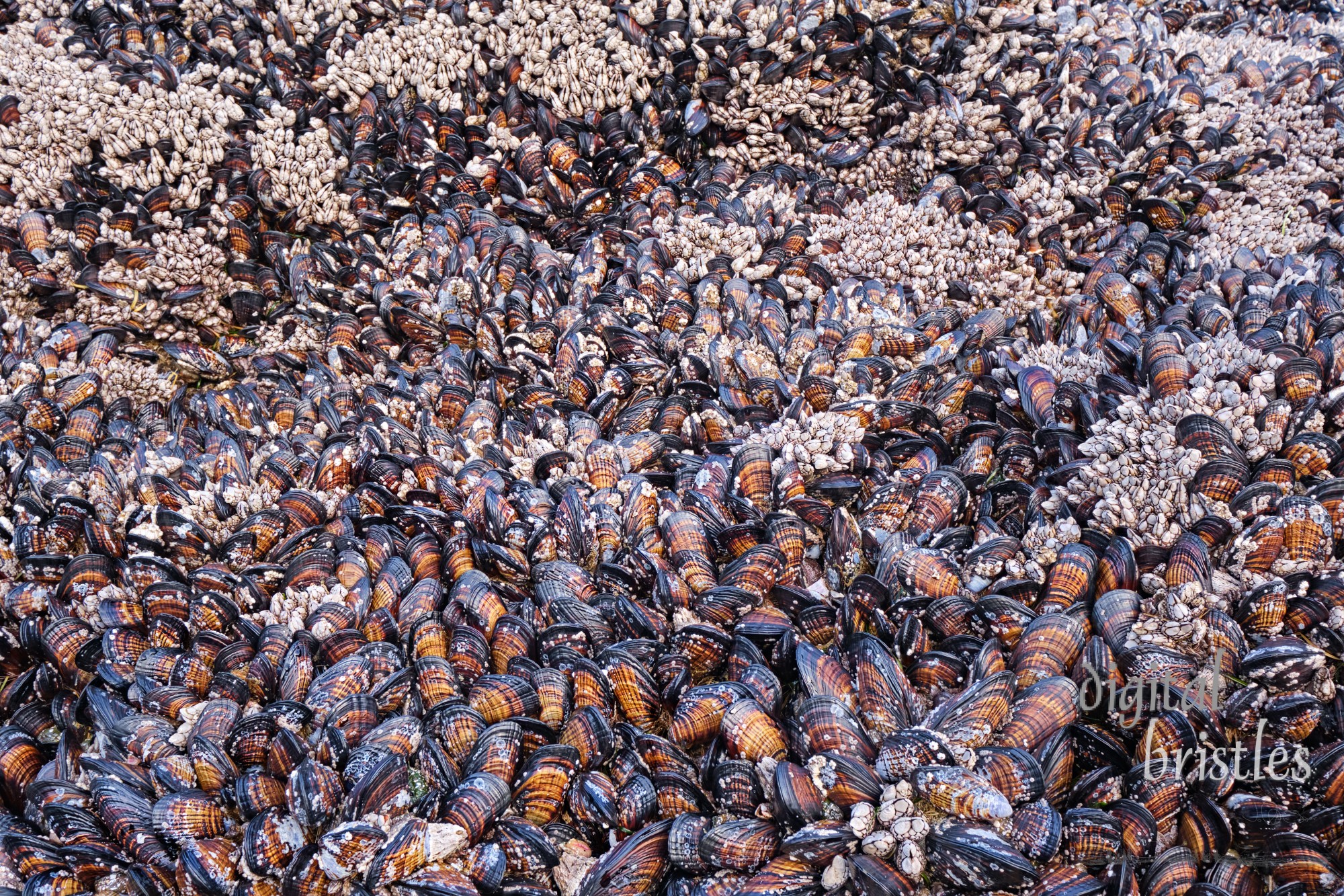 Tide pool rock packed with California Mussels and barnacles (gooseneck and acorn) at low tide. Arch Cape, Oregon