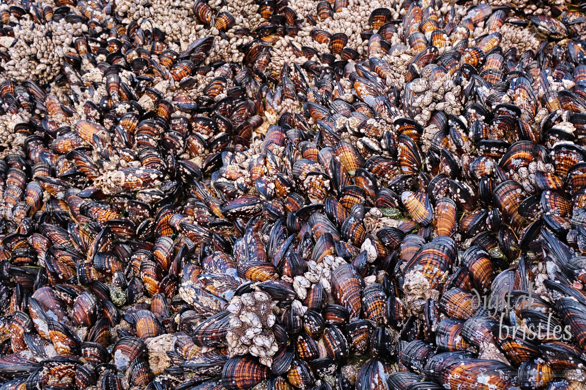 Rocks at Arch Cape covered in barnacles, mussels, anemones and other marine life, exposed at low tide